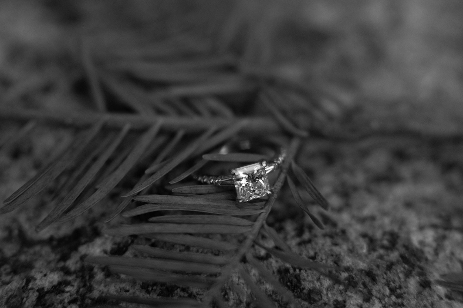 sequoia-national-park-engagement-photographer-112.jpg