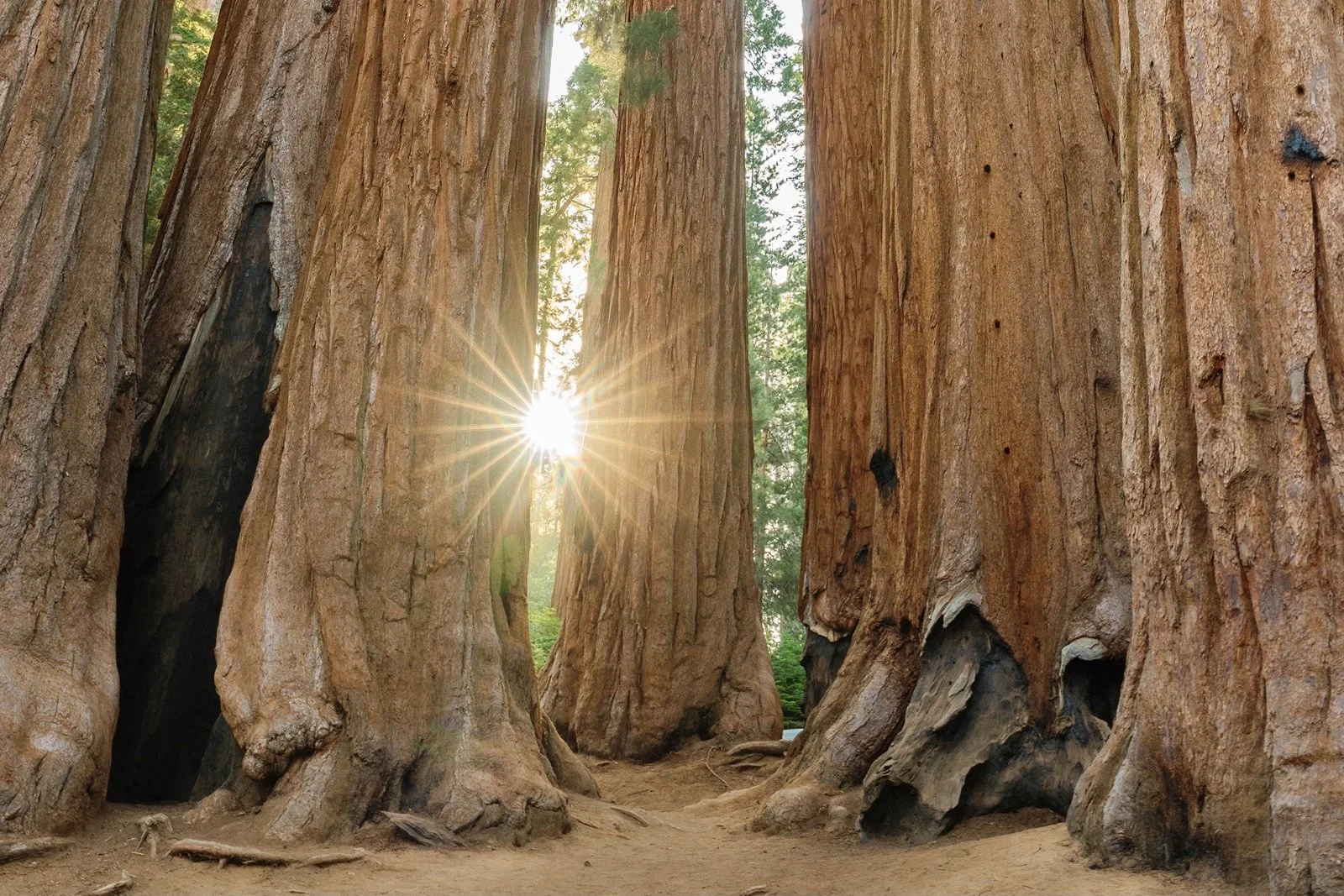 sequoia national park photographer parker group