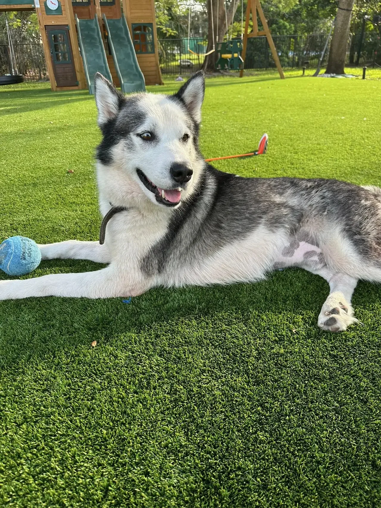 A happy Husky dog lying on green artificial grass with a tennis ball nearby, in a backyard with a wooden playset and trees in the background.