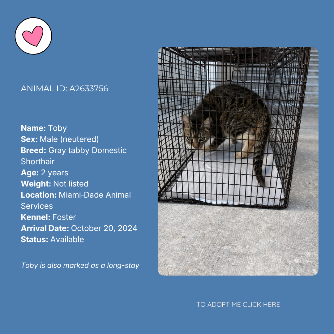 A tabby cat inside a black wire pet cage, standing on a white blanket on a concrete surface, with an animal adoption info overlay on the left.