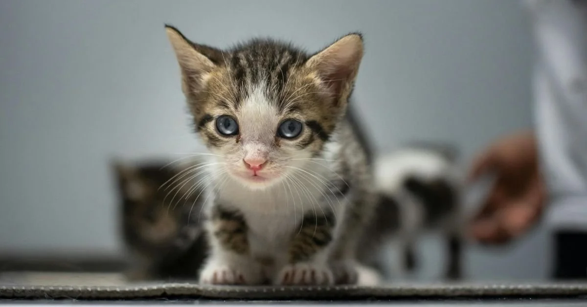 Close-up of a young tabby kitten with blue eyes looking directly at the camera, with other kittens blurred in the background.