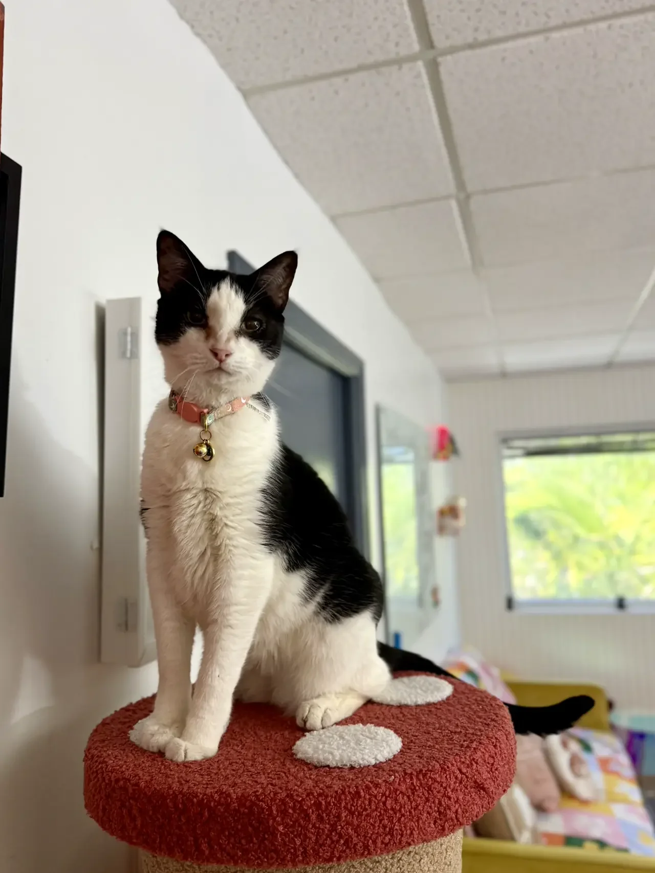 Black and white cat sitting on a red scratching post in a room with white walls and ceiling tiles, near a window with trees outside.