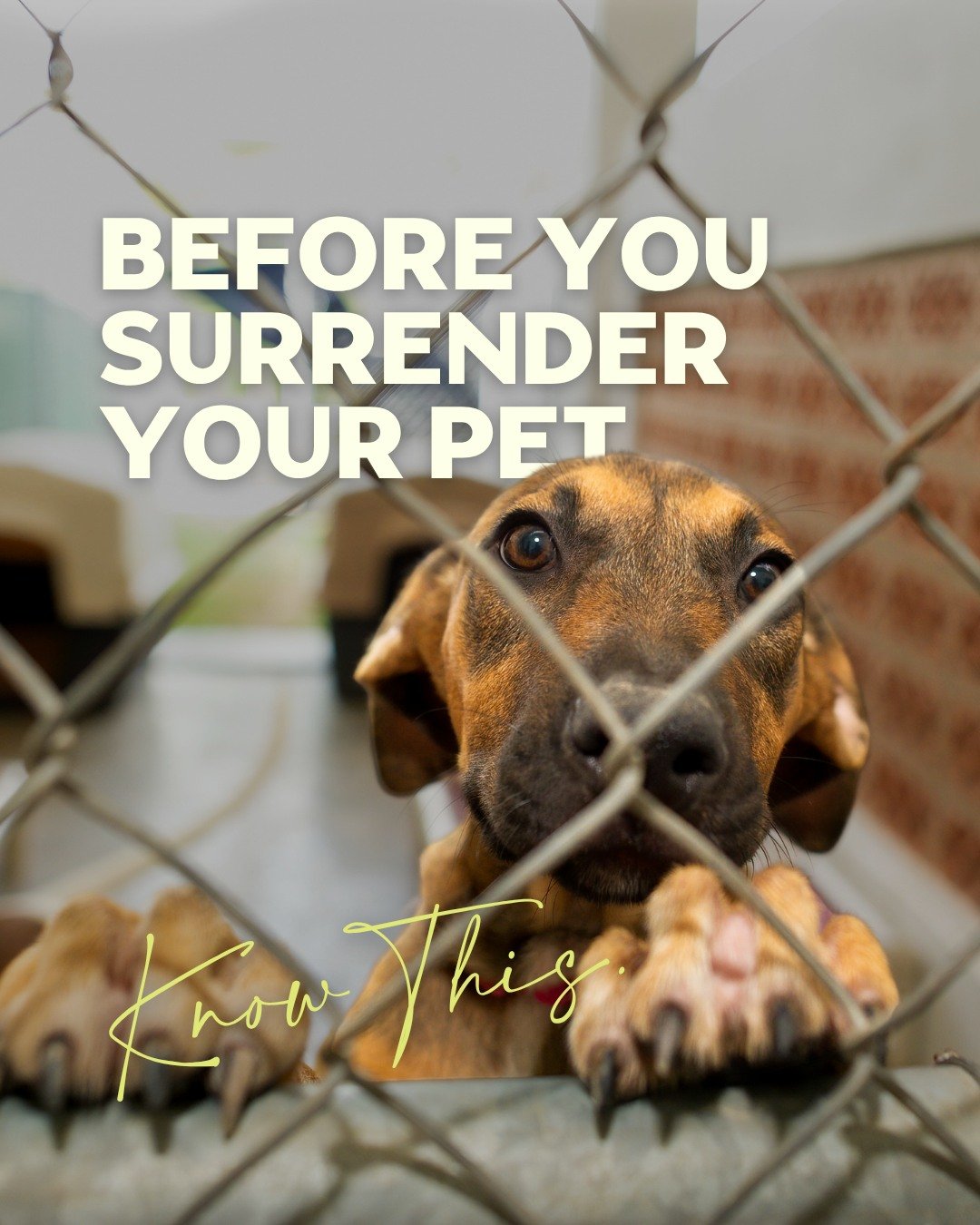 Thinking about surrendering a pet? Please know this first.

Overcrowded shelters are in crisis. Every day, healthy, adoptable dogs, cats, rabbits, and other small pets lose their lives &mdash; not because they are unwanted, but because shelters simpl