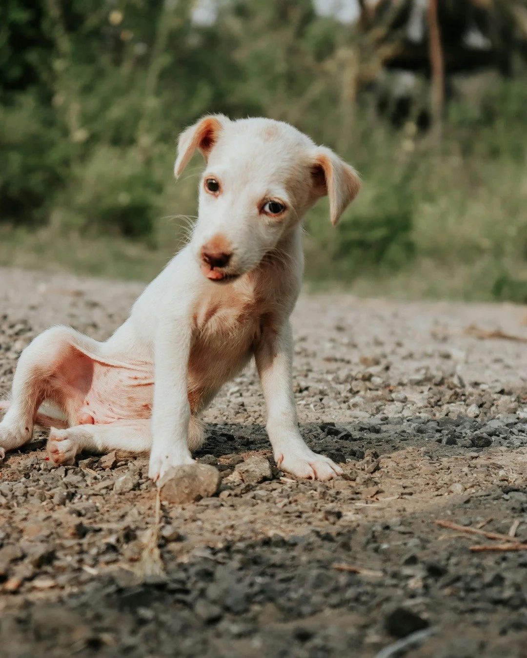 🐾 Thinking of adopting or donating to a rescue? Read this first.
Not all rescues operate with transparency or ethical care, and in today&rsquo;s digital age, appearances can be deceiving.

Before you open your heart, home, or wallet, take a few key 