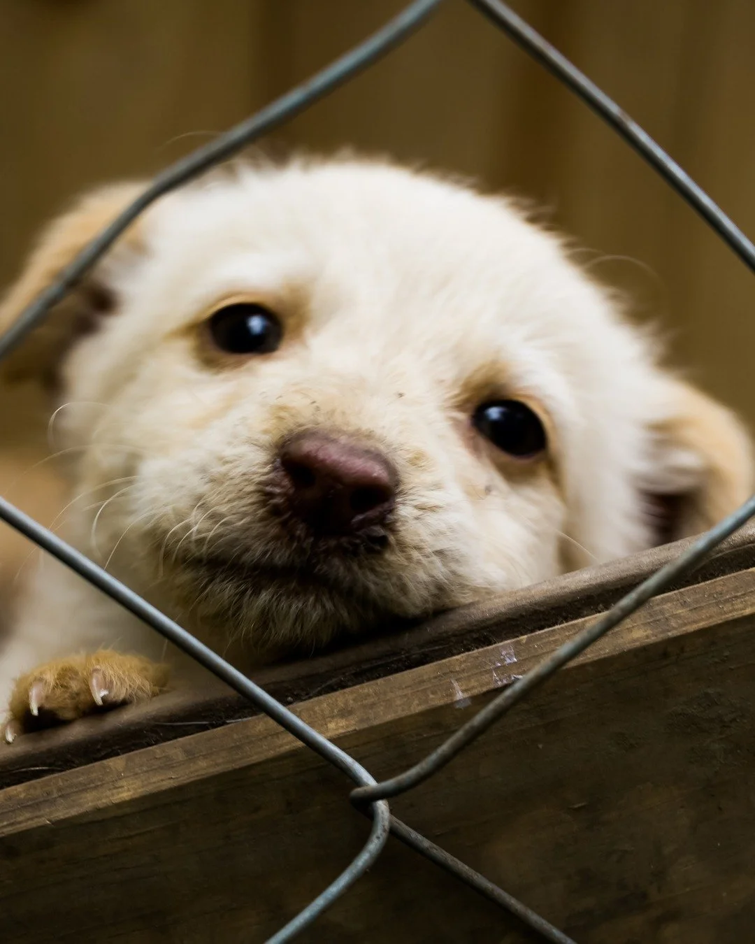 Can you really trust that rescue account?
As animal lovers, we want to help, but in today&rsquo;s digital world, not every &ldquo;rescue&rdquo; is what it claims to be. Some hide behind heart-tugging posts while funneling donations to shady operation