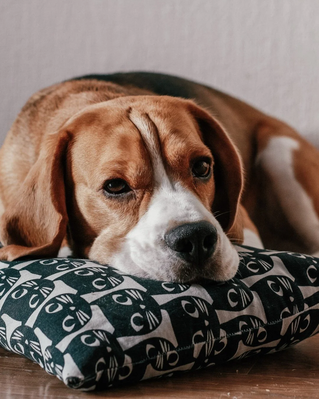 🐾✨ Meet the Adoptable Dogs for August &amp; September! ✨🐾

Through FOMA&rsquo;s Virtual Foster Program with @fomapets and @humanesocietymiami, we&rsquo;re helping spotlight five amazing dogs ready to find their forever homes. From energetic playmat