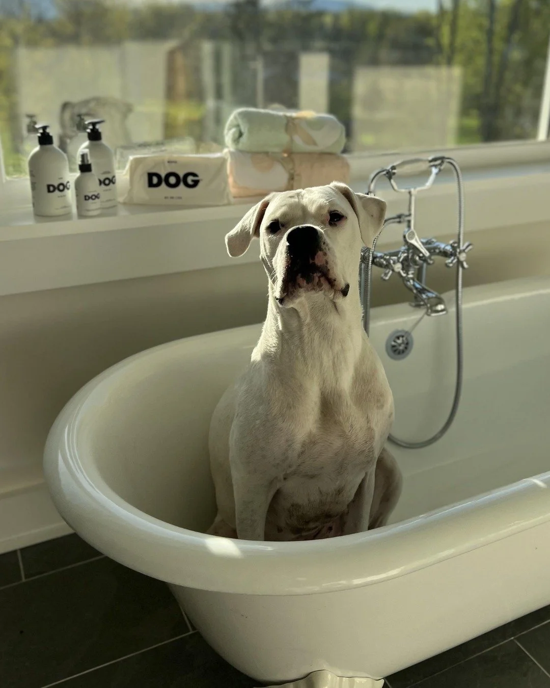 ✨ Meet Sky &mdash; a stunning adoptable Dogo Argentino waiting for her forever home.
This 2-year-old deaf rescue dog is playful, affectionate, and so ready for her second chance. Every share brings Sky closer to her family.

Let&rsquo;s help Sky find
