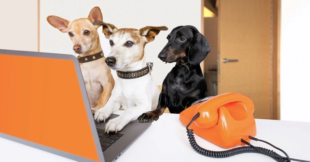 Support Spotlight: Animal Advocates Worth Following