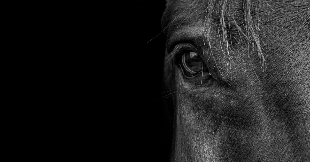 The Final Ride: The Hidden Pipeline Sending Horses to Slaughter