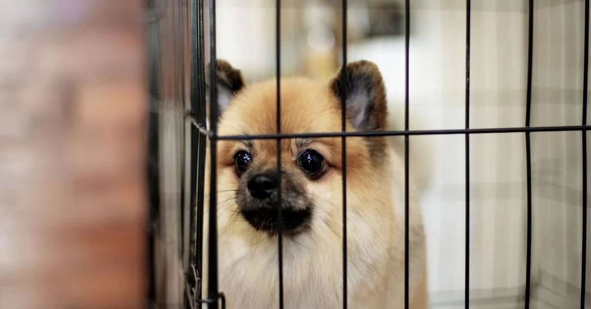 How to Spot Real Rescues on Social Media (And Avoid Scams)