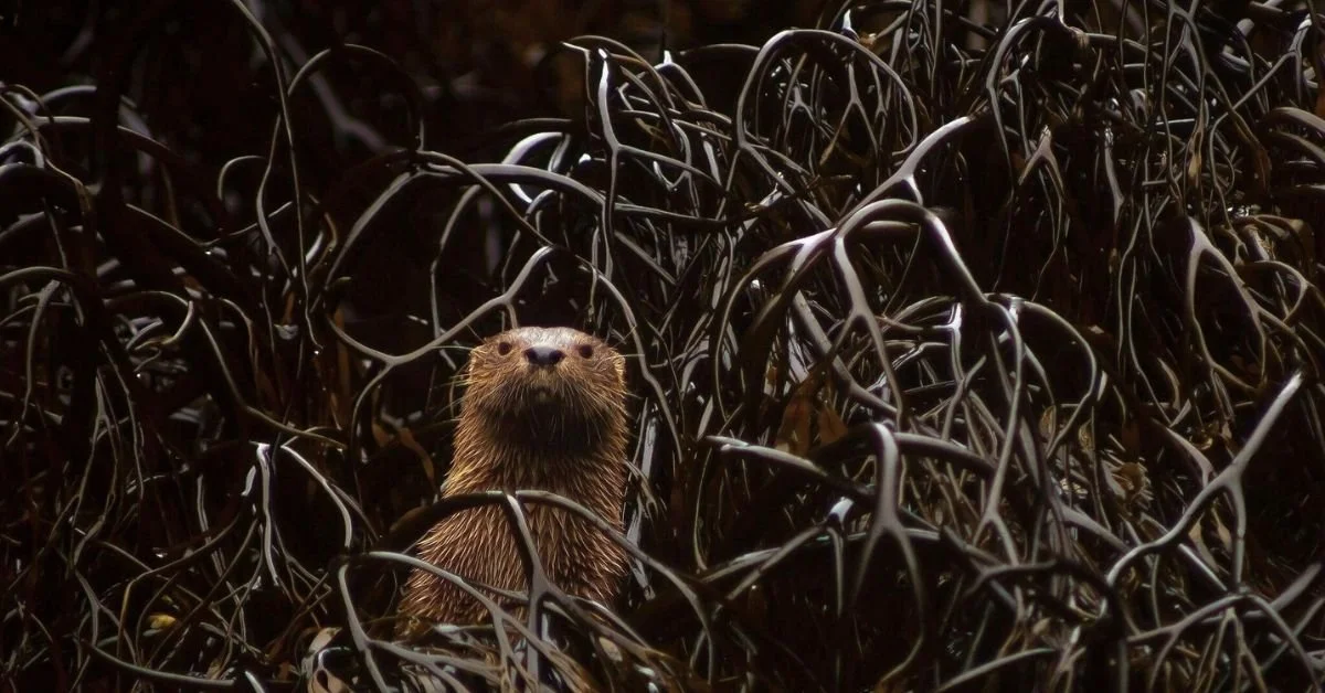 Eco-Warriors in Action: The Dual Mission of The Nature Conservancy