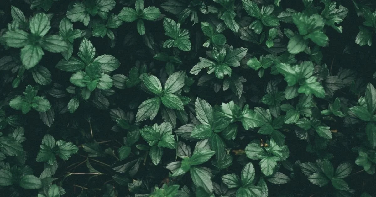 The Transparency Index: Unveiling the Truth Behind Sustainable Claims