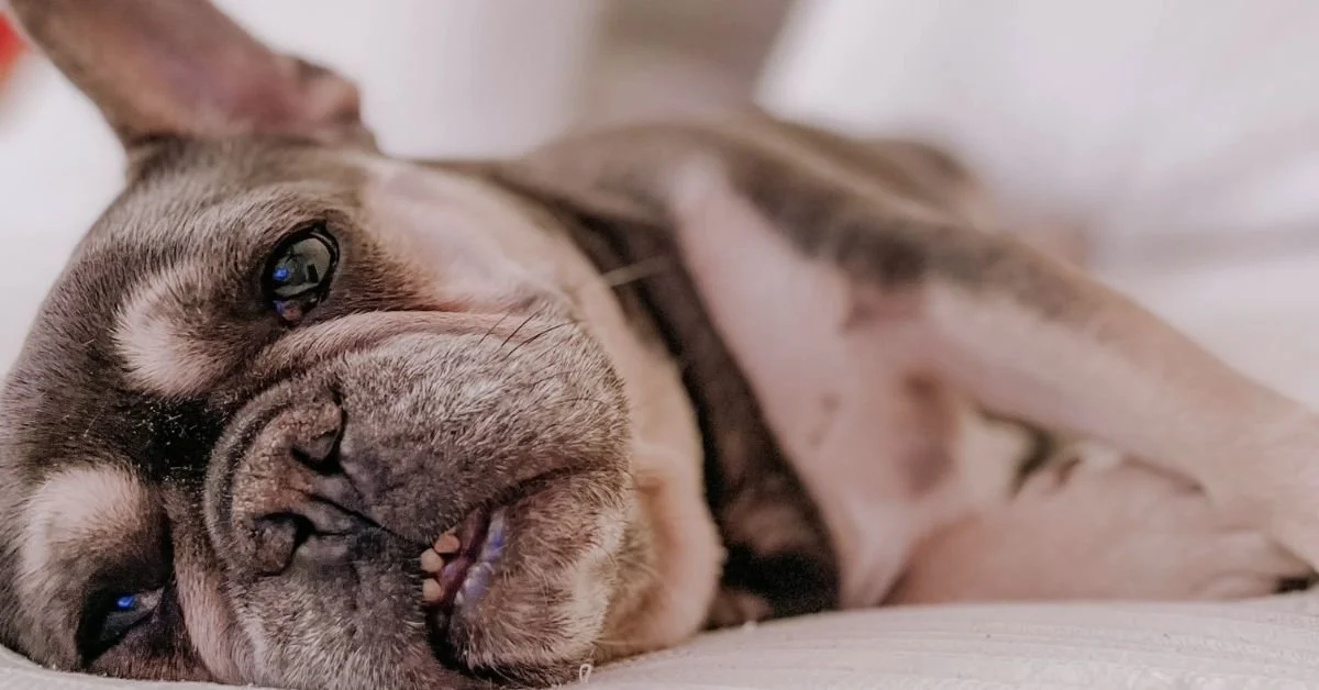Behind the Smiles: What It Takes to Rehabilitate a Rescue Dog