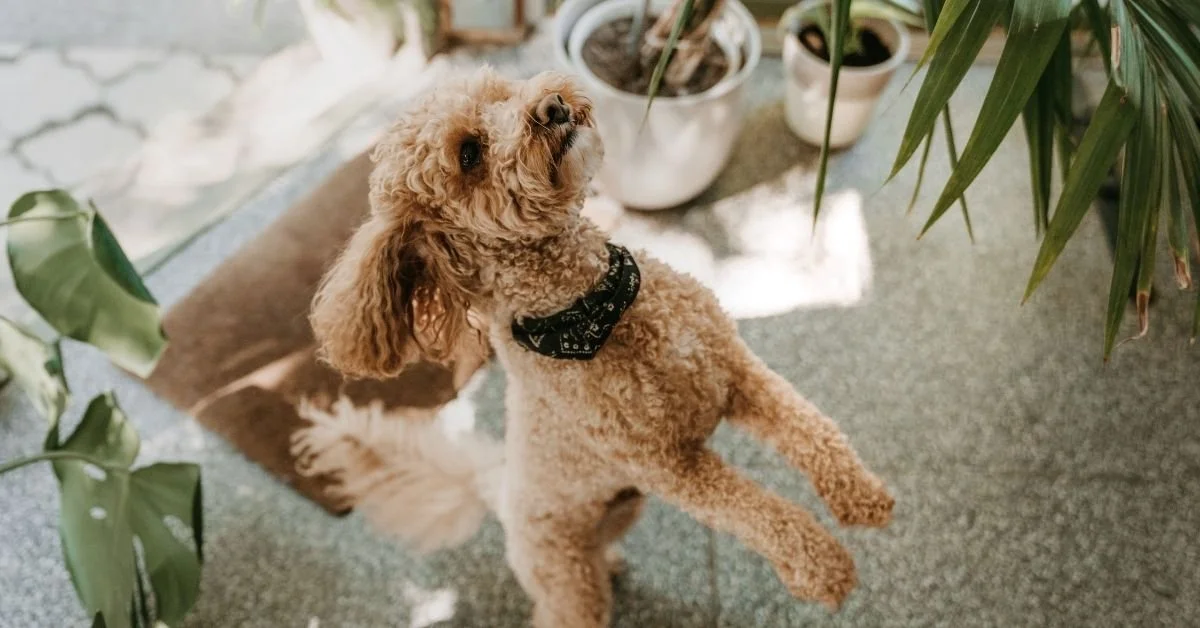 10 Ways to Make Your Pet’s Lifestyle More Eco-Friendly