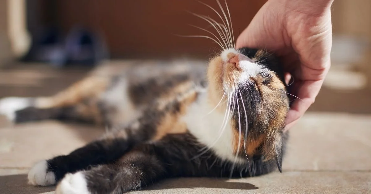 The Pros of Fostering a Rescue Animal: A Guide to Giving Back with The Green Muse