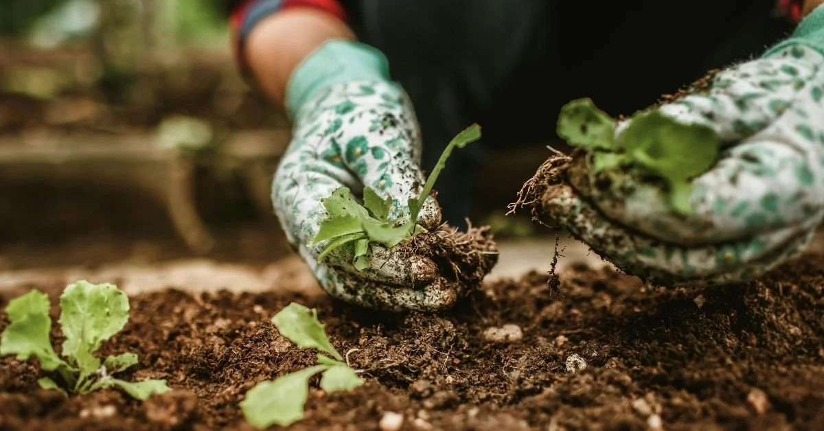 Composting 101: Transforming Food Scraps into Garden Gold