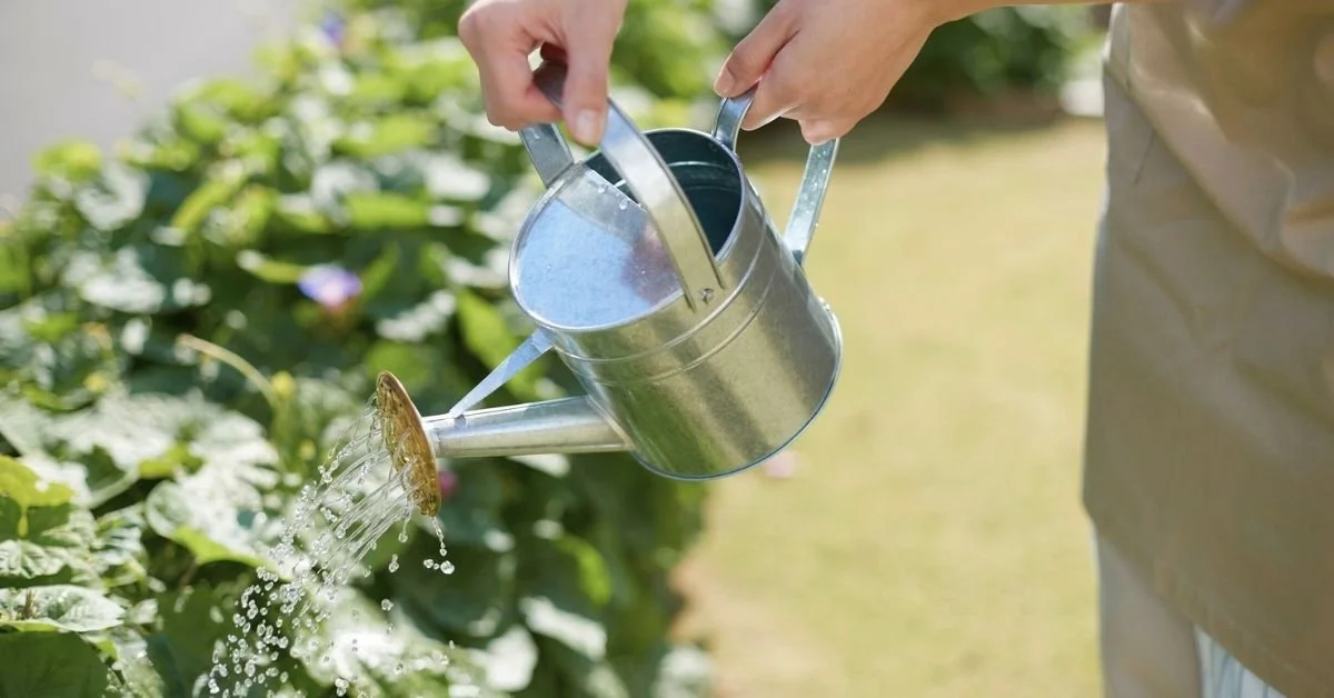 Sustainable Gardening: Harnessing Nature for a Greener Tomorrow