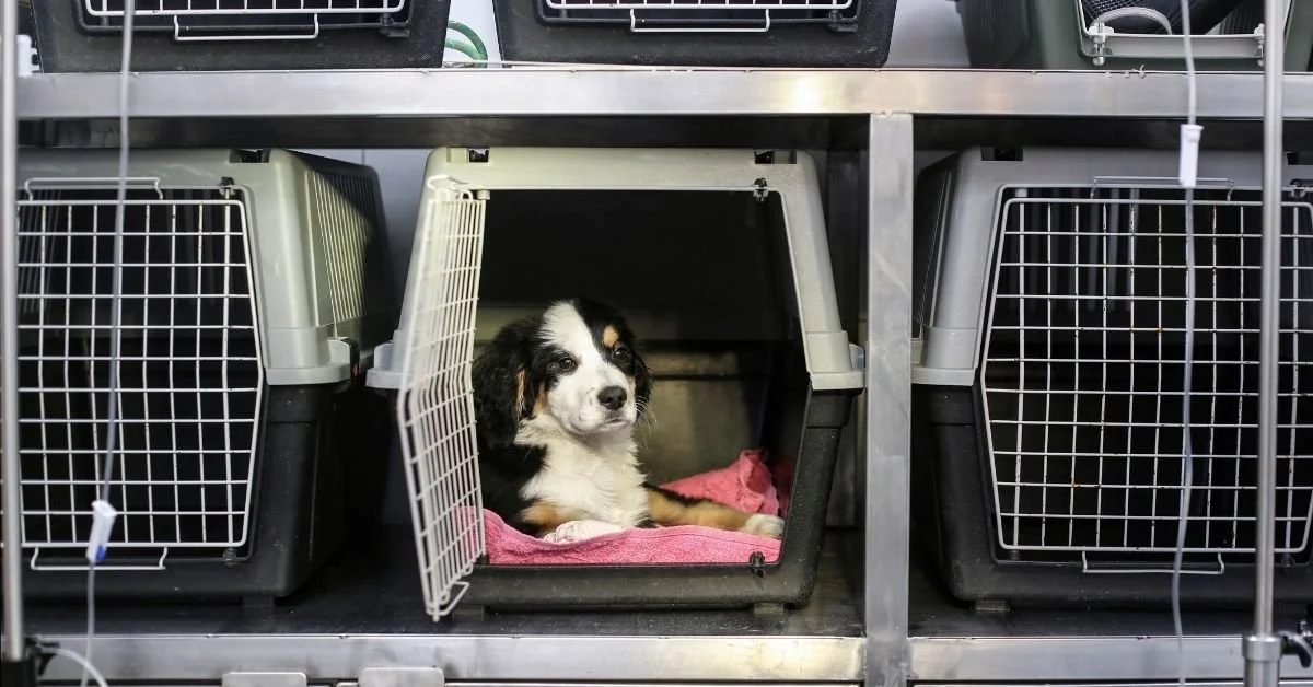 Introducing the National Animal Welfare and Shelter Support Act (NAWSSA)