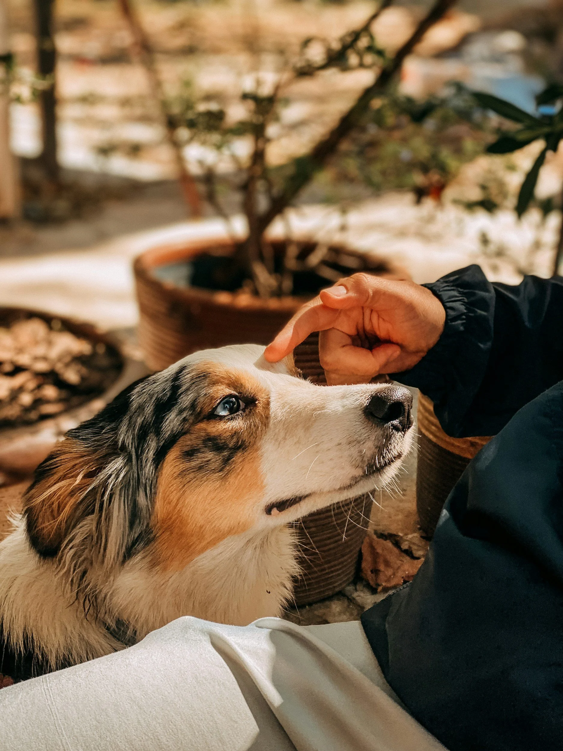 Person petting an Australian Shepherd dog outdoors near potted plants.
