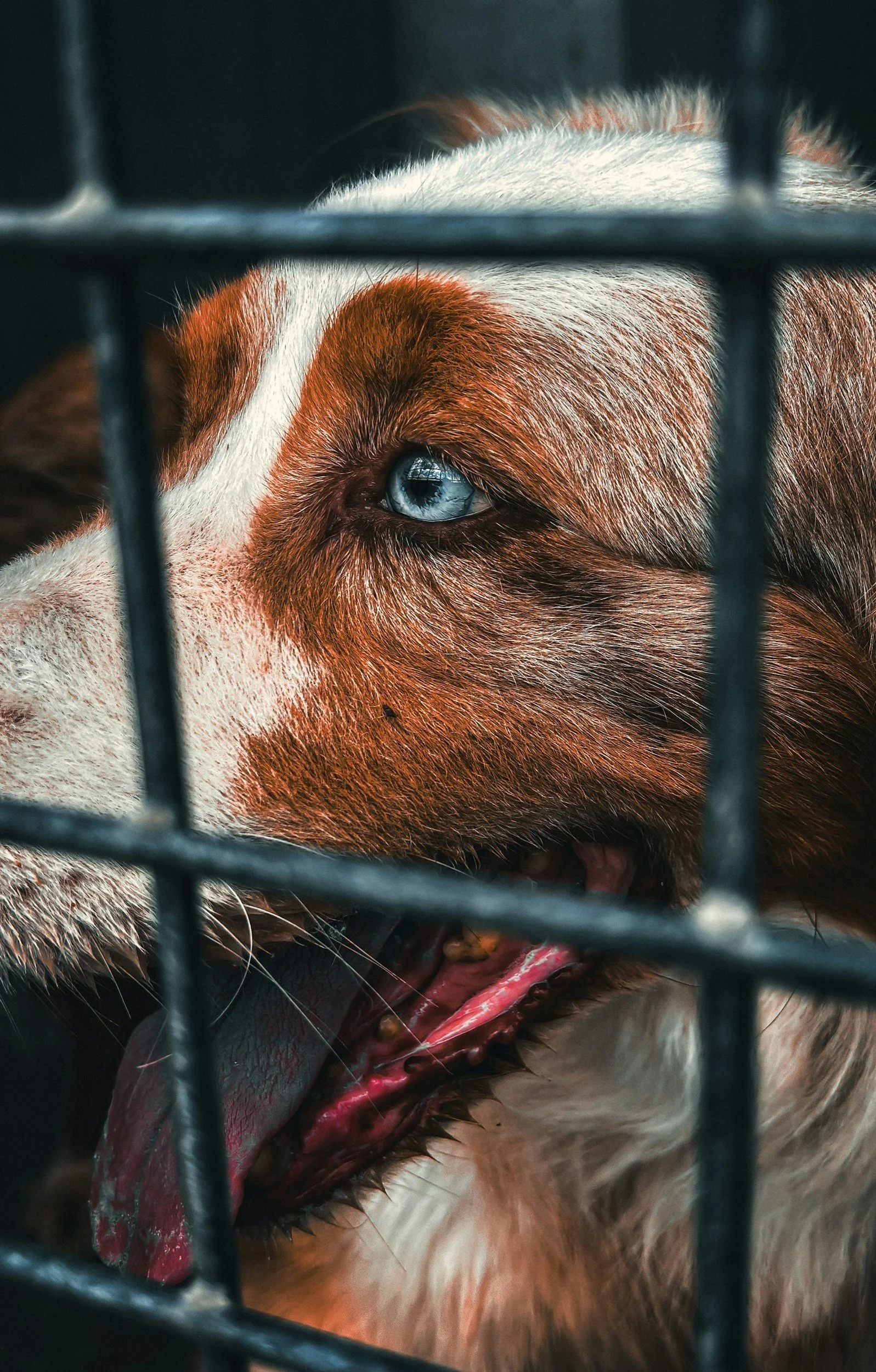 Close-up of a dog with brown and white fur behind a metal cage, looking out with blue eyes and sticking out its tongue.
