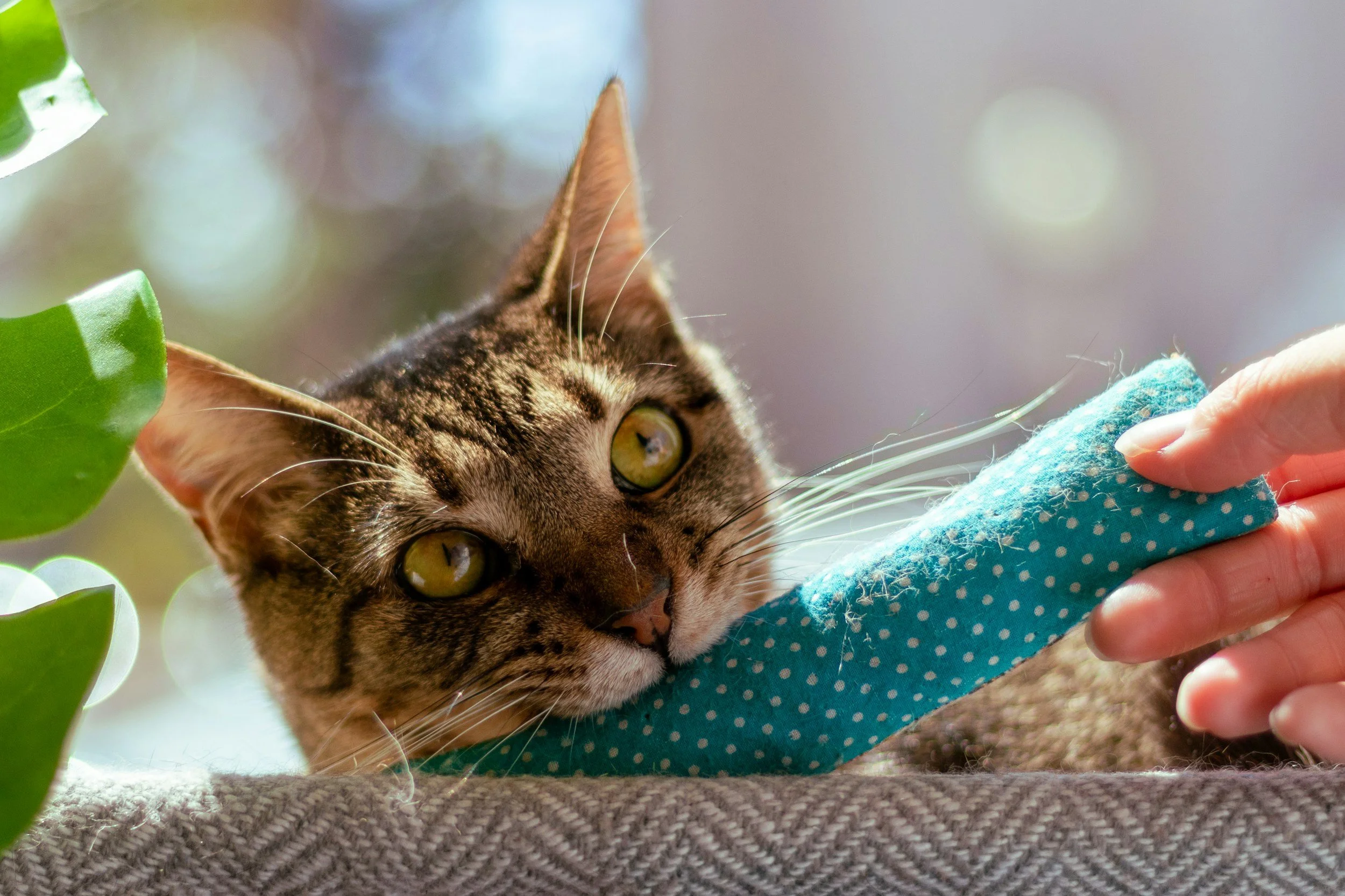 A tabby cat with green eyes chewing on a blue polka-dot fabric toy held by a human hand, with a blurred background and green leaves on the left side.