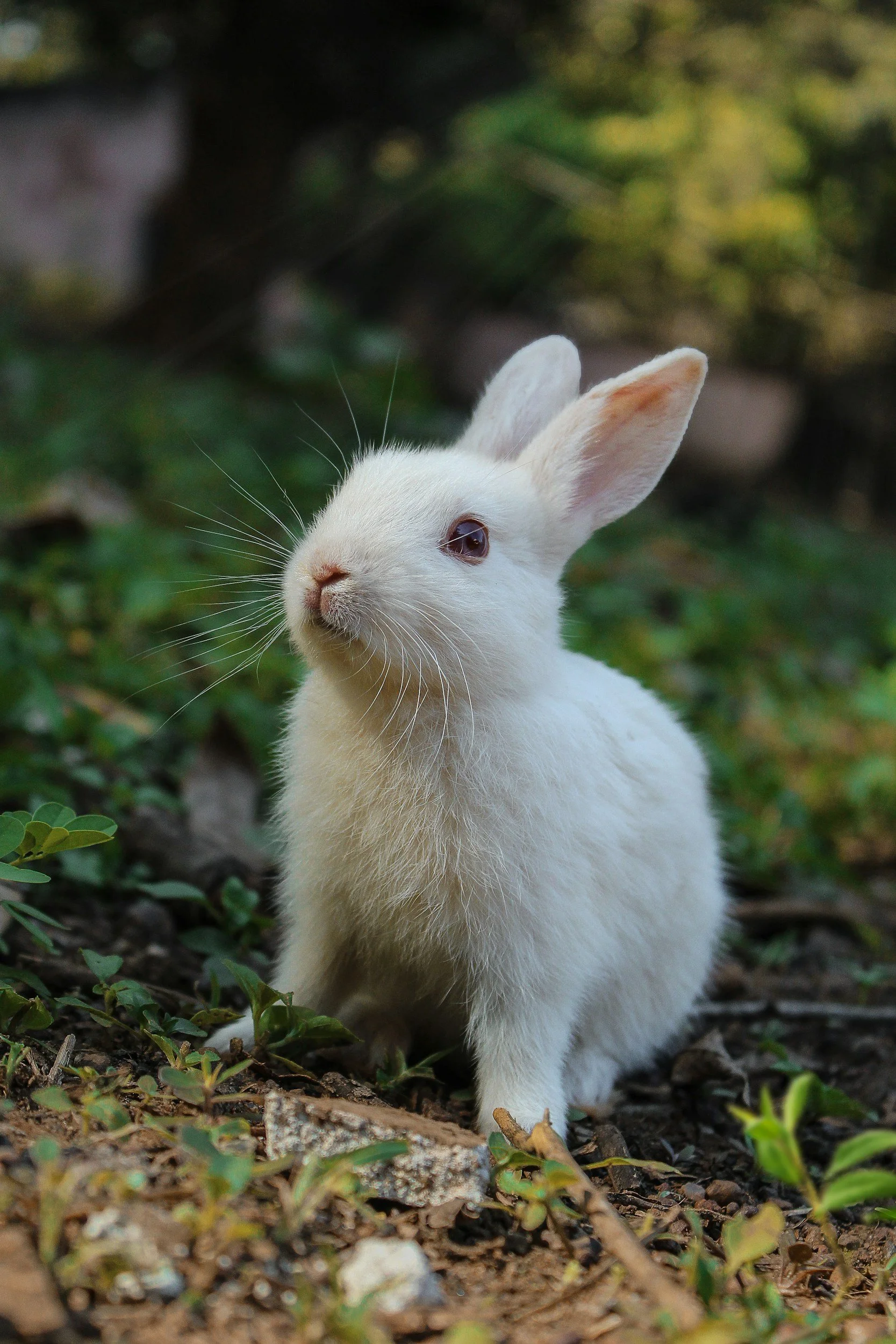 A small white rabbit with pink ears sitting on the ground among green plants and dirt, with a blurred background of trees.
