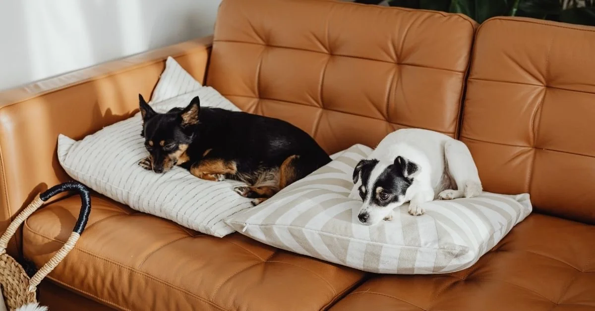 What “Foster-Based” Really Means in Animal Rescue