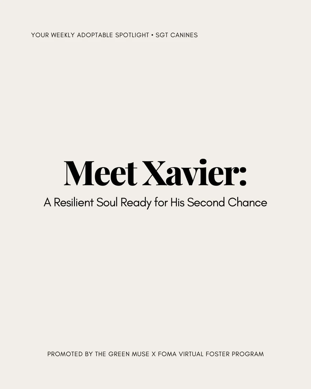 Meet Xavier &mdash; a gentle, resilient soul who&rsquo;s learning how beautiful life can be.
After spending two years at MDAS, he&rsquo;s finally experiencing patience, safety, and the kind of love every dog deserves. And he&rsquo;s blooming.

Xavier
