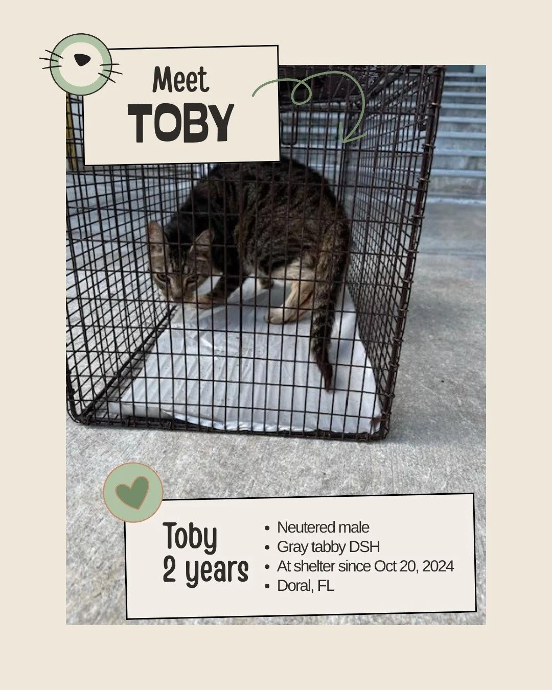 🕰 Long-Stay Spotlight

Meet TOBY
ID: A2633756

&bull; Neutered male
&bull; Gray tabby Domestic Shorthair
&bull; Approx. 2 years old
&bull; At shelter since Oct 20, 2024
&bull; Located at Miami-Dade County Animal Services

Toby has been waiting for s