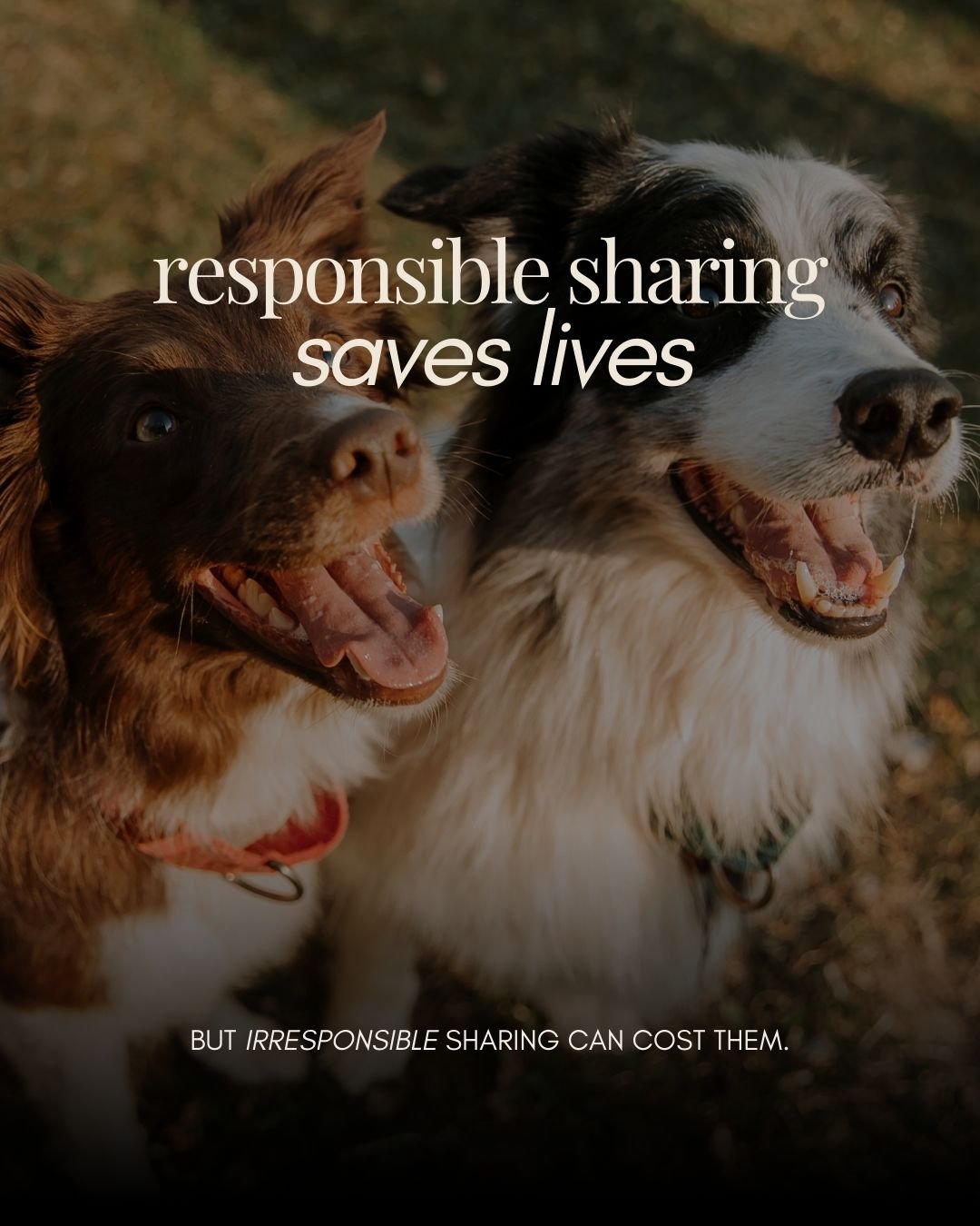 Before we repost.
Before we donate.
Before we tag everyone we know.

We verify.

Responsible sharing is part of shelter literacy. It protects animals, adopters, and the rescues doing real work behind the scenes.

Today, take 60 seconds to check the s