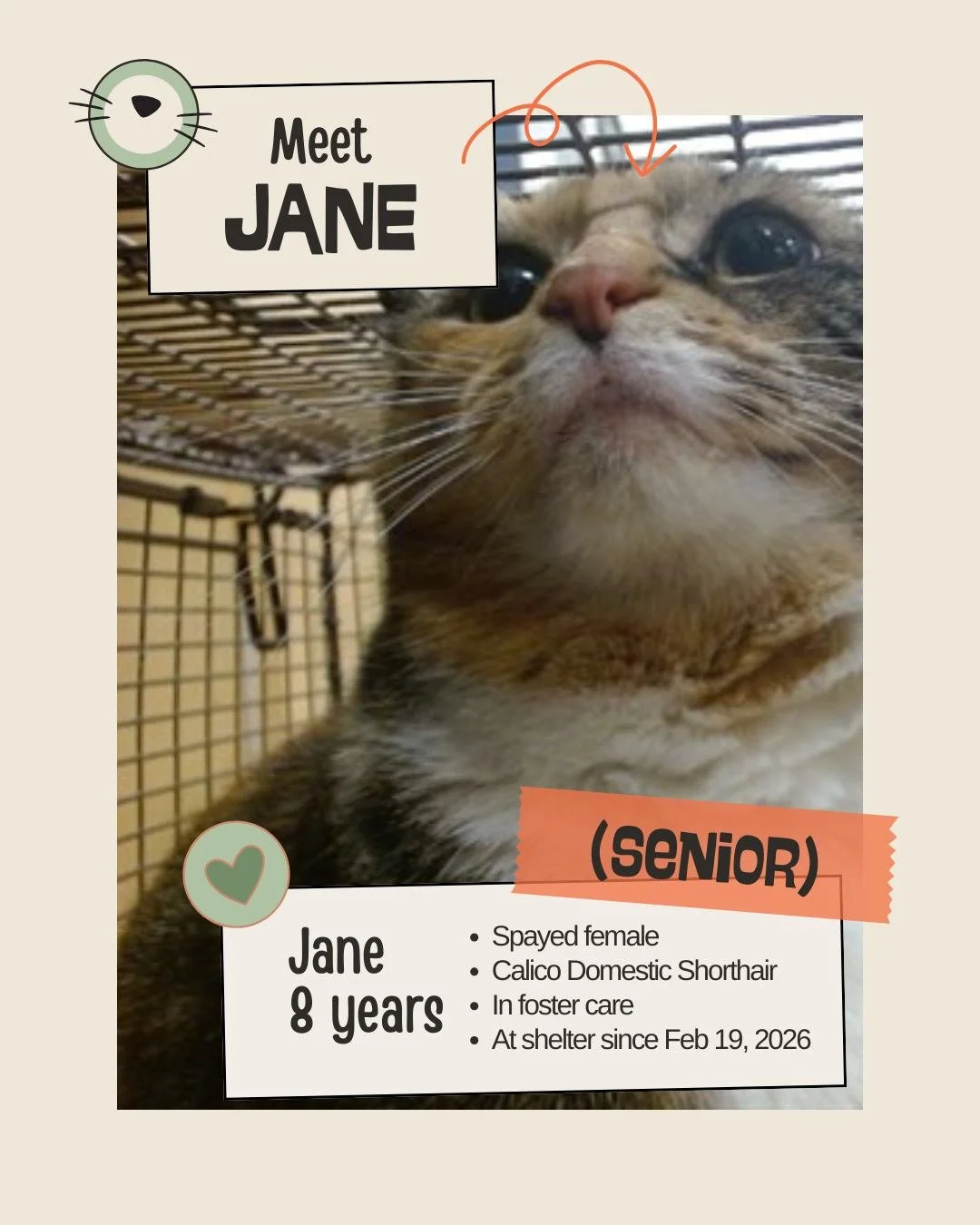 🐾 𝐎𝐯𝐞𝐫𝐥𝐨𝐨𝐤𝐞𝐝 &ndash; 𝐒𝐞𝐧𝐢𝐨𝐫

Meet JANE
ID: A2762217

&bull; Species: Cat
&bull; Breed: Calico Domestic Shorthair
&bull; Sex: Spayed female
&bull; Age: 8 years old (approx.)
&bull; Intake Date: February 19, 2026
&bull; Kennel: Foster
