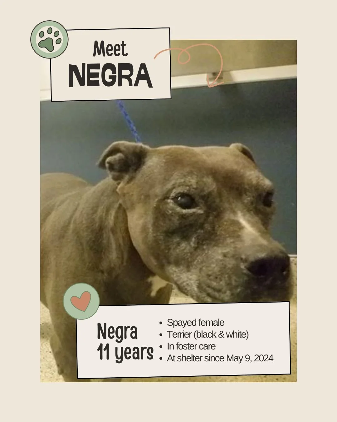 🕰 Senior/Long-Stay Spotlight

Meet NEGRA
ID: A1689987

&bull; Species: Dog
&bull; Breed: Terrier (black and white)
&bull; Sex: Spayed female
&bull; Age: 11 years old (approx.)
&bull; Intake Date: May 09, 2024
&bull; Kennel: Foster
&bull; Location: M