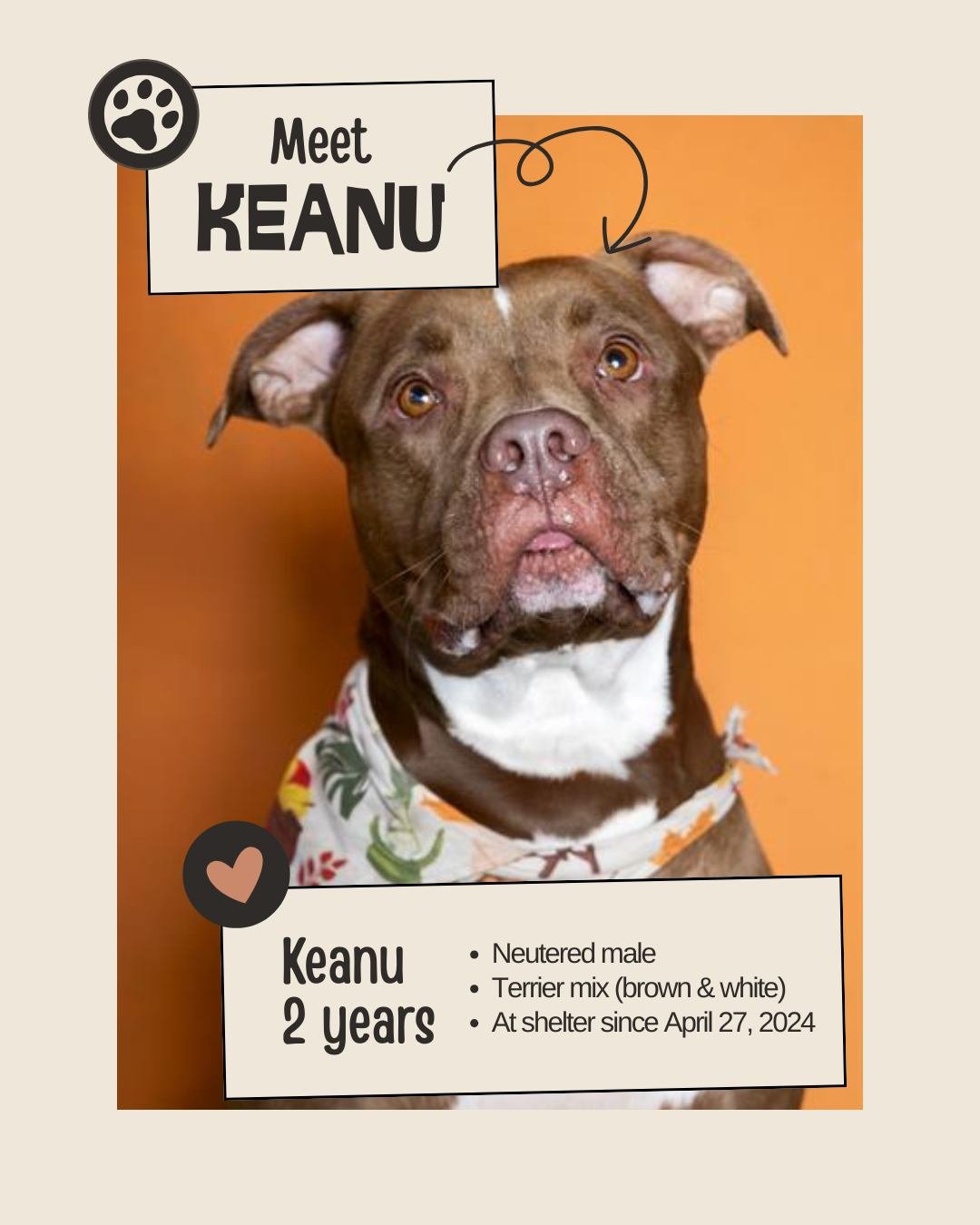 🕰 Long-Stay (60+ days since intake)

Meet KEANU
ID: A2582193

&bull; Species: Dog
&bull; Breed: Brown &amp; white Terrier mix
&bull; Sex: Neutered male
&bull; Age: 2 years old (approx.)
&bull; Intake Date: April 27, 2024
&bull; Kennel: E02R
&bull; L