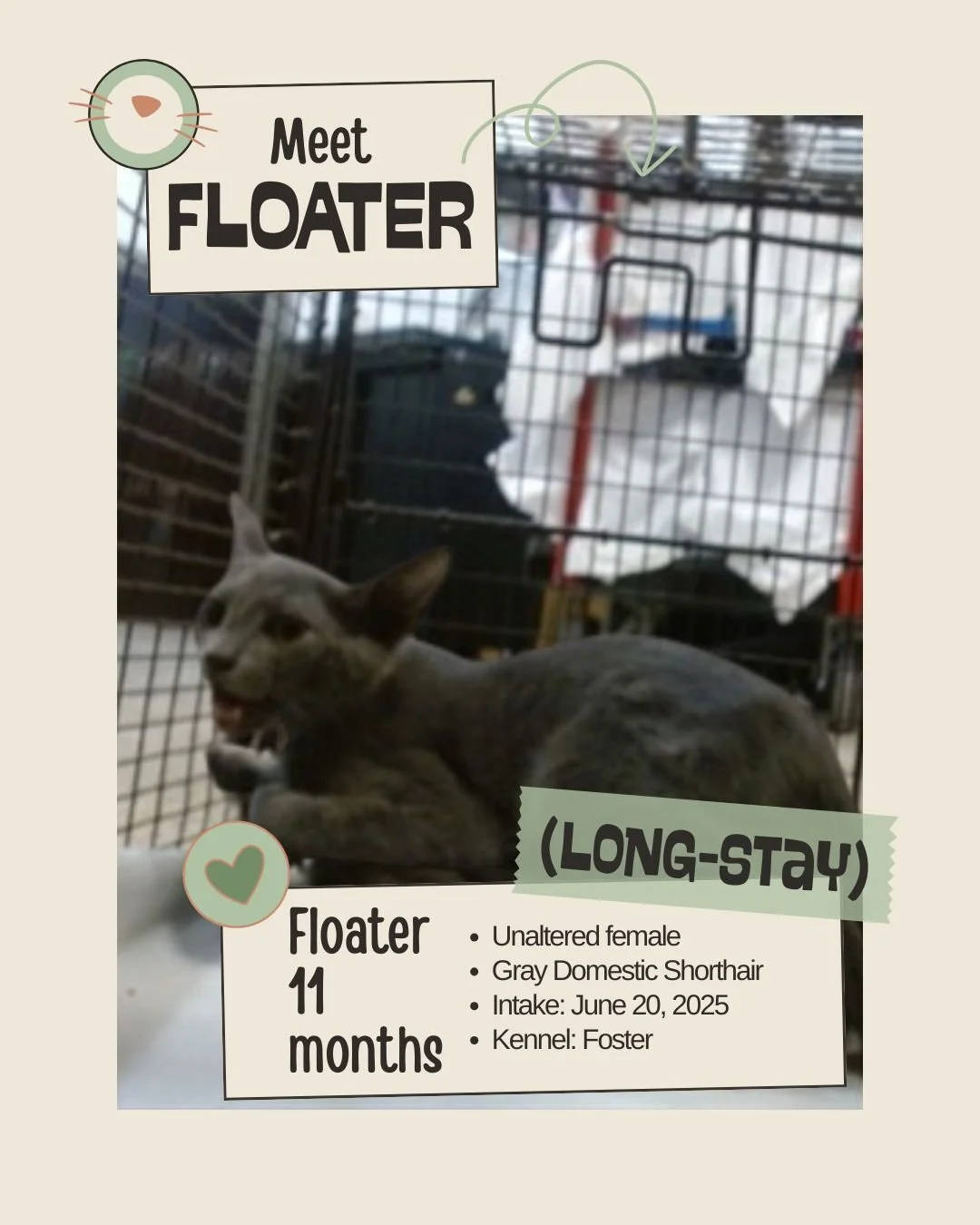 🕰 Long-Stay (60+ days since intake)

Meet FLOATER
ID: A2701940

&bull; Species: Cat
&bull; Breed: Gray Domestic Shorthair
&bull; Sex: Unaltered female
&bull; Age: 11 months old (approx.)
&bull; Intake Date: June 20, 2025
&bull; Kennel: Foster
&bull;