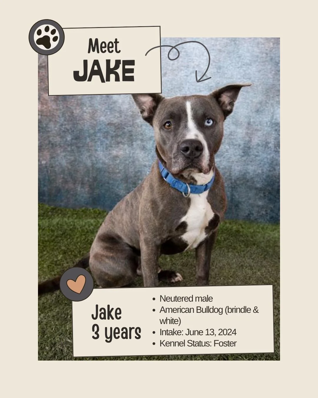 🕰 Long-Stay (Intake: June 13, 2024 &mdash; 60+ days confirmed)

Meet JAKE
ID: A2596799

&bull; Species: Dog
&bull; Breed: American Bulldog (brown brindle &amp; white)
&bull; Sex: Neutered male
&bull; Age: Approx. 3 years
&bull; Intake Date: June 13,