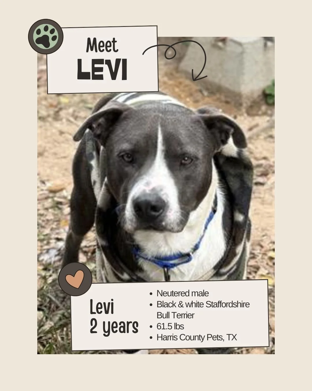 🐾 𝐍𝐞𝐭𝐰𝐨𝐫𝐤𝐢𝐧𝐠 𝐕𝐢𝐬𝐢𝐛𝐢𝐥𝐢𝐭𝐲 𝐍𝐞𝐞𝐝𝐞𝐝

Meet LEVI
ID: A625721

&bull; Species: Dog
&bull; Breed: Black &amp; white Staffordshire Bull Terrier
&bull; Sex: Neutered male
&bull; Age: Approx. 2 years, 7 months
&bull; Weight: 61.5 lbs
&
