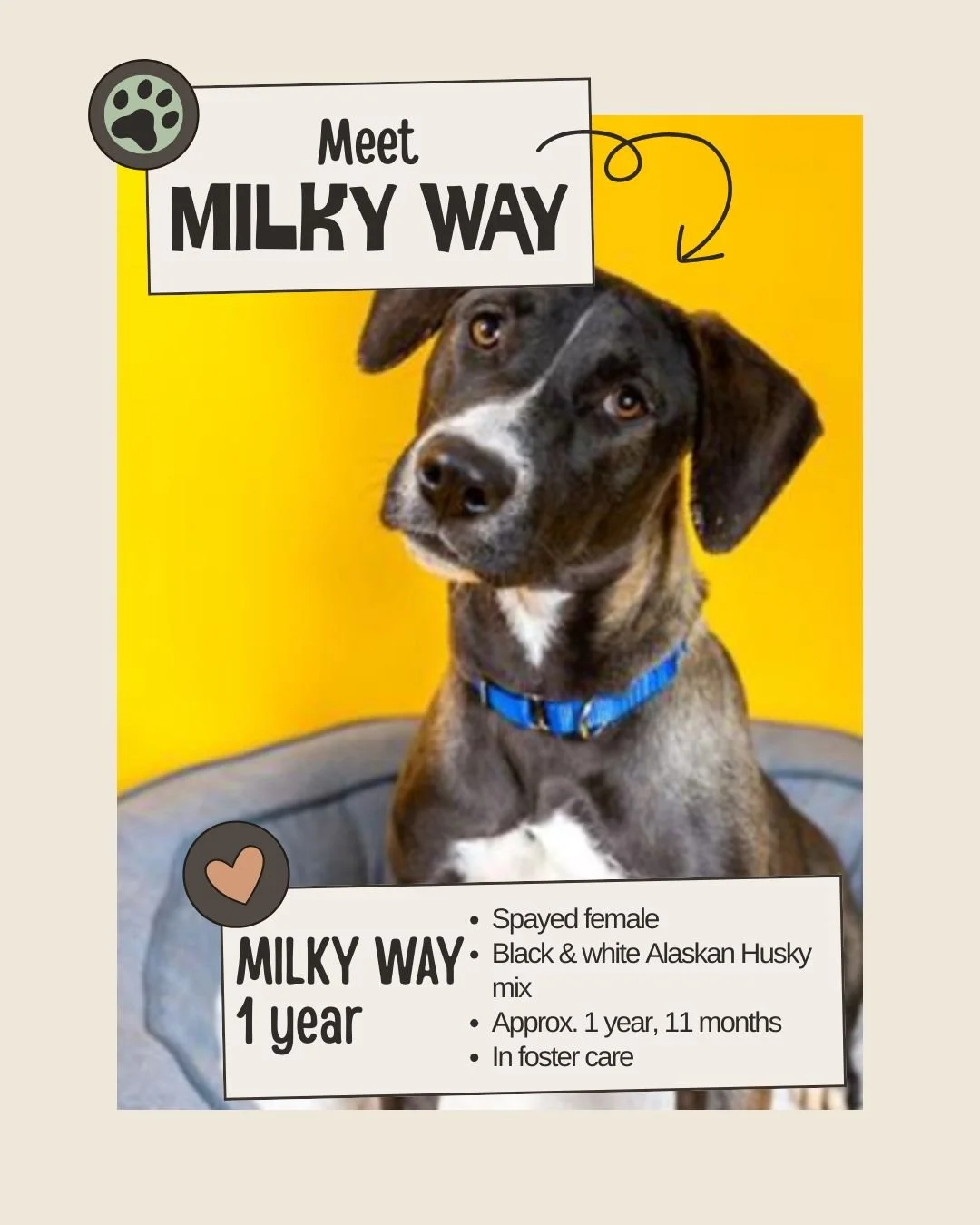 🐾 𝐍𝐞𝐭𝐰𝐨𝐫𝐤𝐢𝐧𝐠 𝐕𝐢𝐬𝐢𝐛𝐢𝐥𝐢𝐭𝐲 𝐍𝐞𝐞𝐝𝐞𝐝

Meet MILKY WAY
ID: A627204

&bull; Species: Dog
&bull; Breed: Black &amp; white Alaskan Husky mix
&bull; Sex: Spayed female
&bull; Age: Approx. 1 year, 11 months
&bull; Weight: 60.60 lbs
&bul