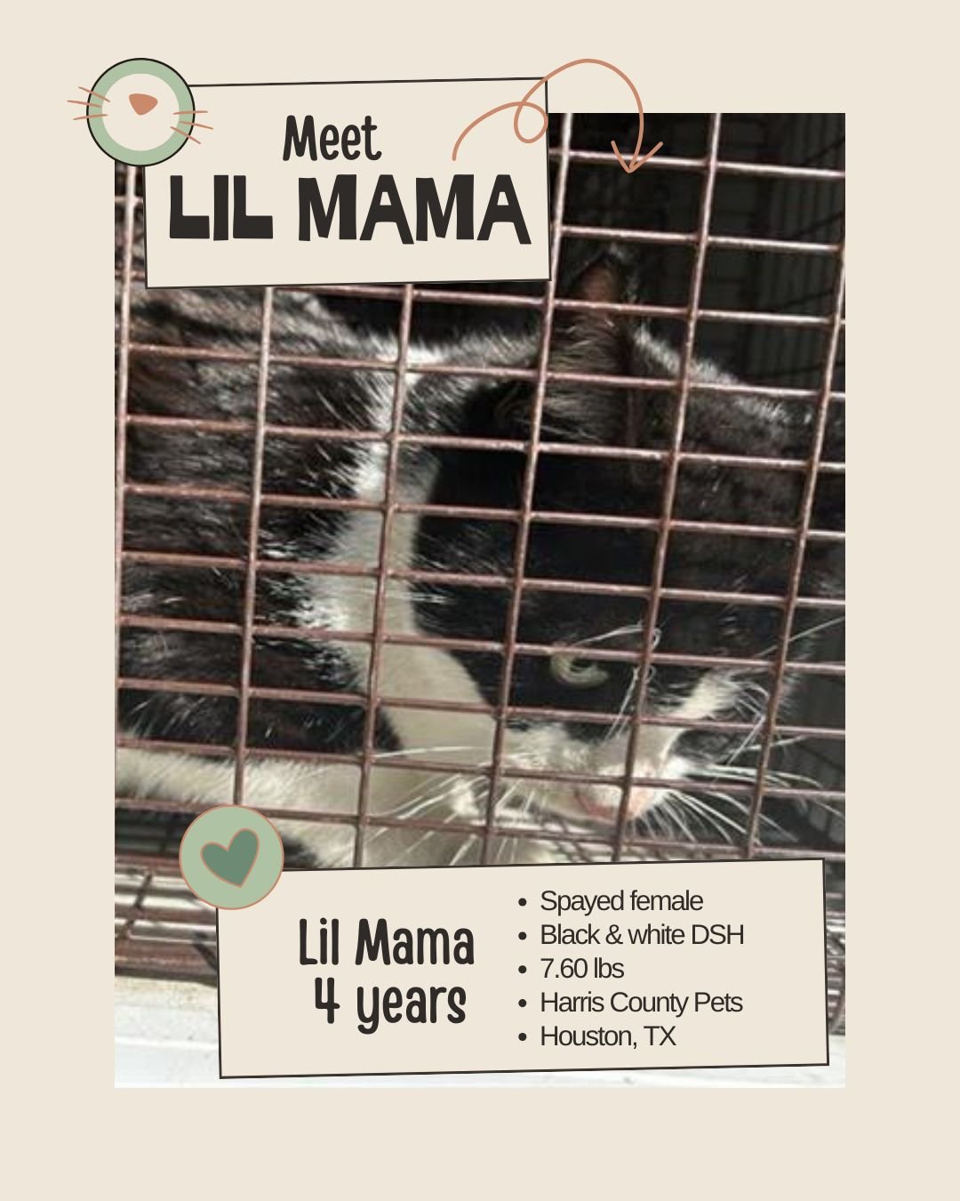 🐾 𝐍𝐞𝐭𝐰𝐨𝐫𝐤𝐢𝐧𝐠 𝐕𝐢𝐬𝐢𝐛𝐢𝐥𝐢𝐭𝐲 𝐍𝐞𝐞𝐝𝐞𝐝

Meet LIL MAMA
ID: A646037

&bull; Species: Cat
&bull; Breed: Black &amp; white Domestic Shorthair
&bull; Sex: Spayed female
&bull; Age: Approximately 4 years old
&bull; Weight: 7.60 lbs
&bull