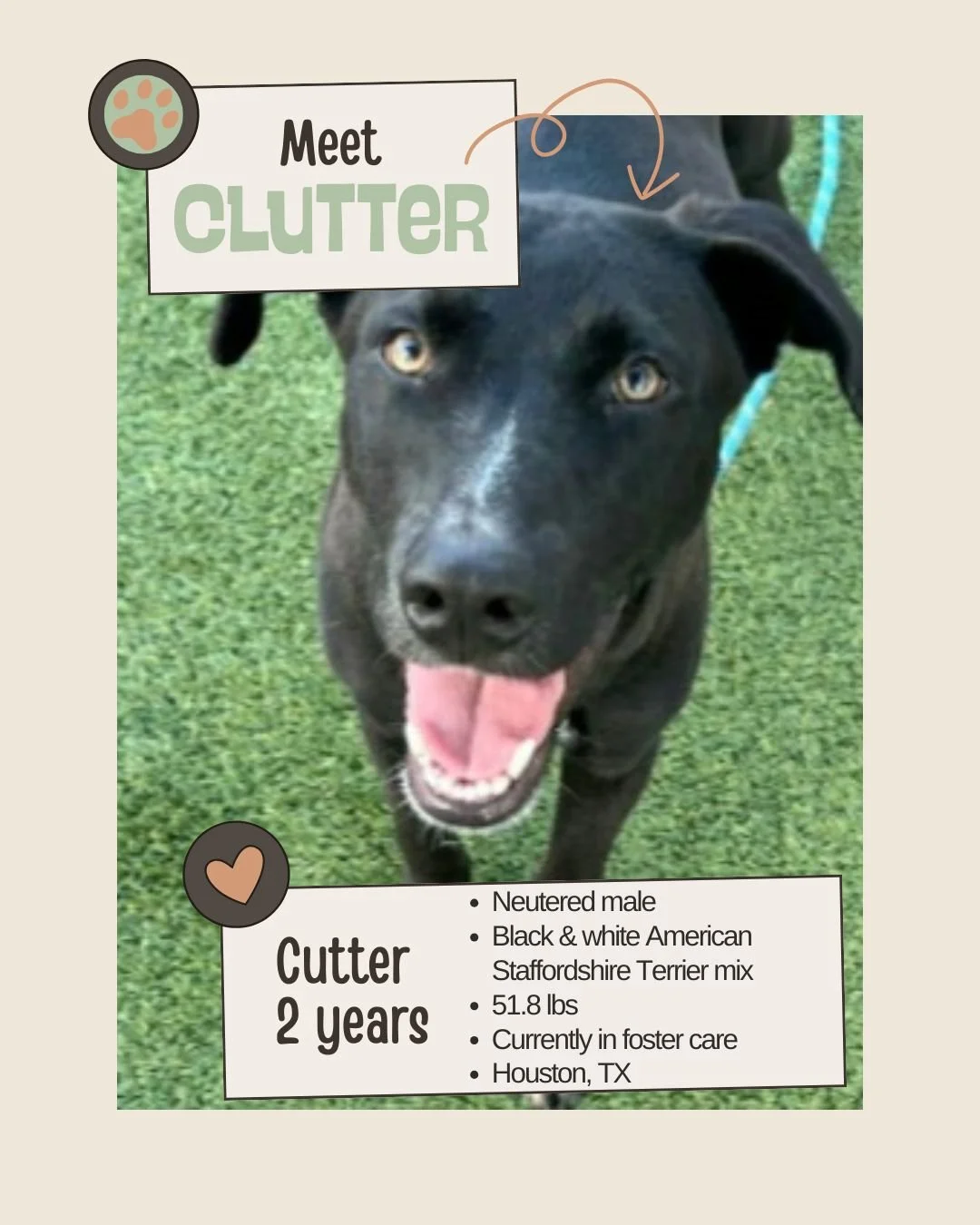 🐾 𝐍𝐞𝐭𝐰𝐨𝐫𝐤𝐢𝐧𝐠 𝐕𝐢𝐬𝐢𝐛𝐢𝐥𝐢𝐭𝐲 𝐍𝐞𝐞𝐝𝐞𝐝

Meet CUTTER
ID: A627956

&bull; Species: Dog
&bull; Breed: Black &amp; white American Staffordshire Terrier mix
&bull; Sex: Neutered male
&bull; Age: Approximately 2 years, 5 months old
&bull