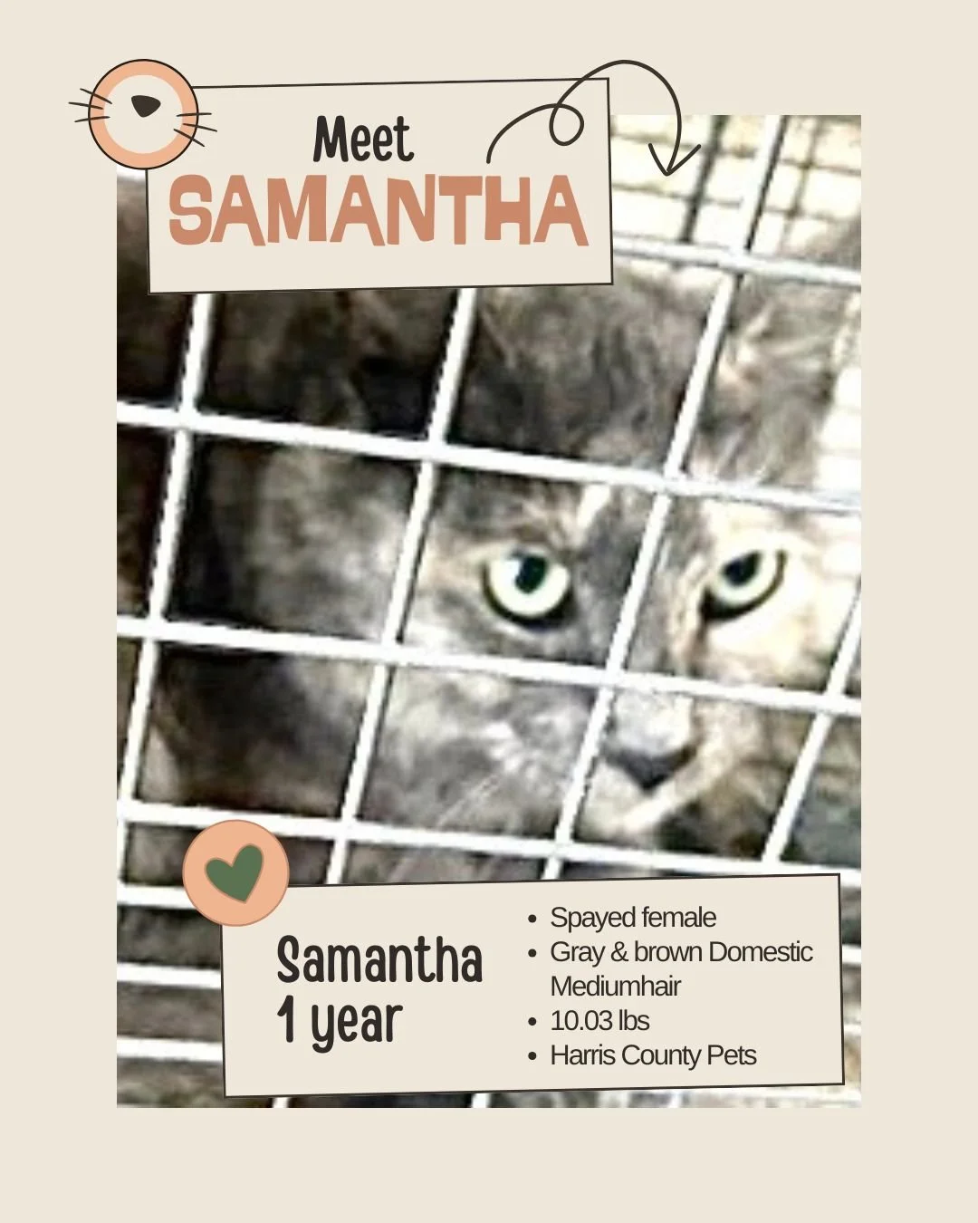 🐾 𝐍𝐞𝐭𝐰𝐨𝐫𝐤𝐢𝐧𝐠 𝐕𝐢𝐬𝐢𝐛𝐢𝐥𝐢𝐭𝐲 𝐍𝐞𝐞𝐝𝐞𝐝

Meet SAMANTHA
ID: A648567

&bull; Species: Cat
&bull; Breed: Gray and brown Domestic Mediumhair
&bull; Sex: Spayed female
&bull; Age: About 1 year and 2 months old
&bull; Intake Date: Not lis