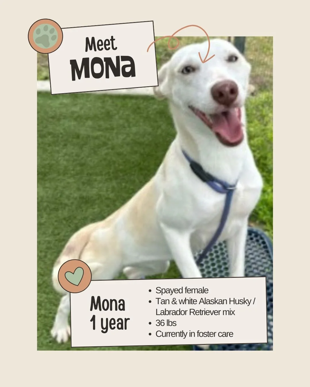🐾 𝐍𝐞𝐭𝐰𝐨𝐫𝐤𝐢𝐧𝐠 𝐕𝐢𝐬𝐢𝐛𝐢𝐥𝐢𝐭𝐲 𝐍𝐞𝐞𝐝𝐞𝐝

Meet MONA
ID: A629004

&bull; Species: Dog
&bull; Breed: Tan &amp; white Alaskan Husky / Labrador Retriever mix
&bull; Sex: Spayed female
&bull; Age: Approximately 1 year, 11 months
&bull; We