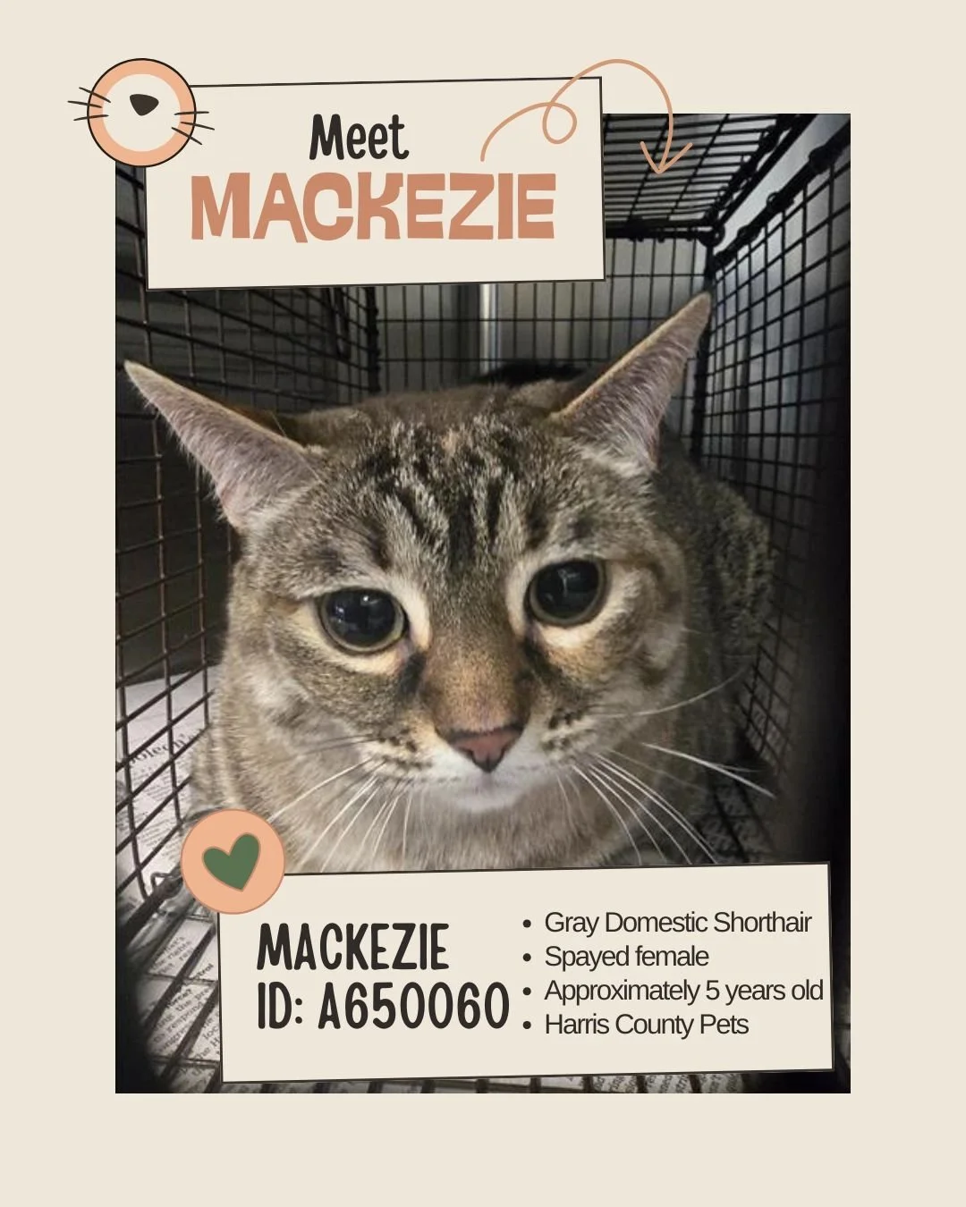 🐾 𝐍𝐞𝐭𝐰𝐨𝐫𝐤𝐢𝐧𝐠 𝐕𝐢𝐬𝐢𝐛𝐢𝐥𝐢𝐭𝐲 𝐍𝐞𝐞𝐝𝐞𝐝

Meet MACKEZIE
ID: A650060

&bull; Species: Cat
&bull; Breed: Gray Domestic Shorthair
&bull; Sex: Spayed female
&bull; Age: Approximately 5 years old
&bull; Location: Harris County Pets

Macke