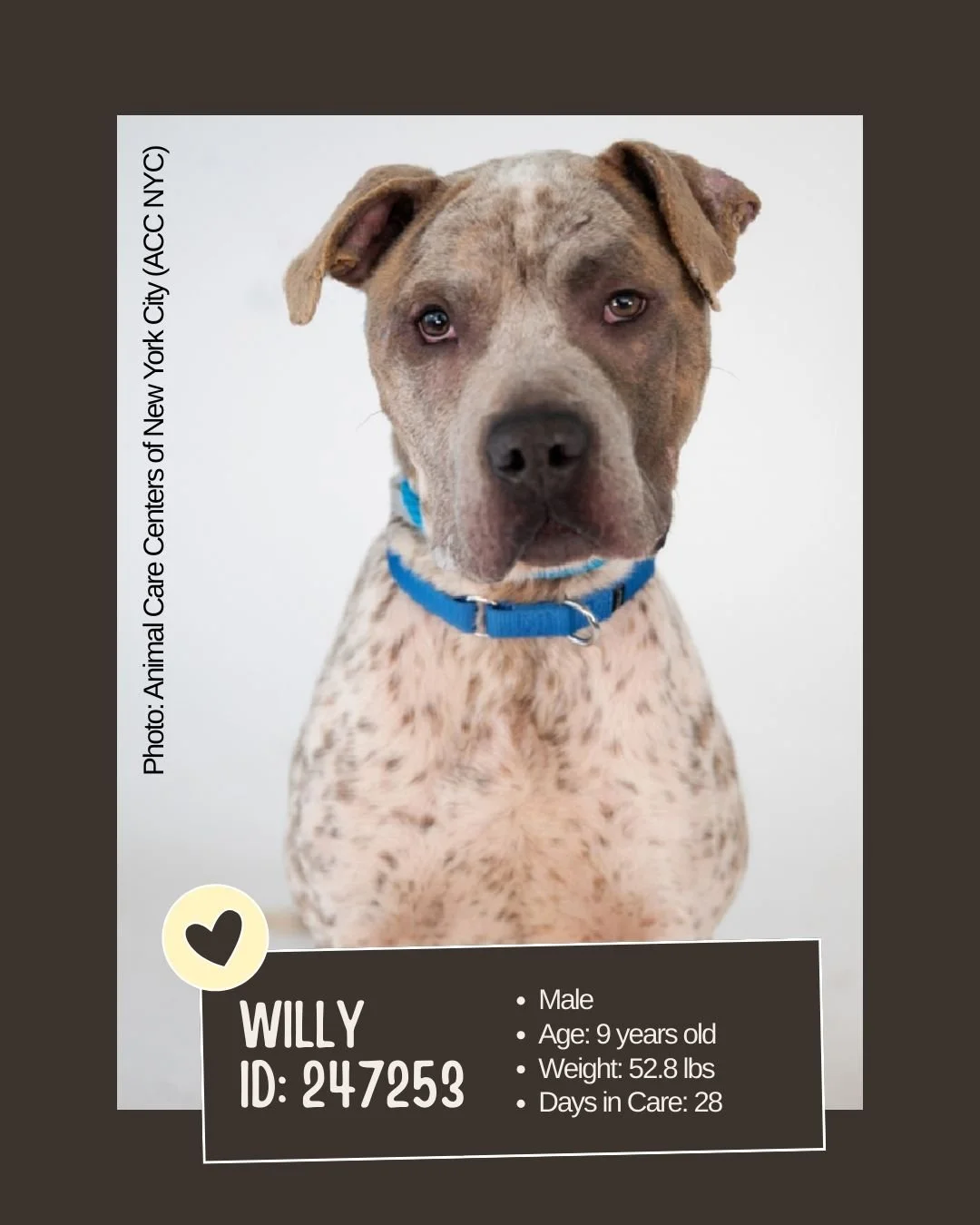 🐾 𝐎𝐯𝐞𝐫𝐥𝐨𝐨𝐤𝐞𝐝 (𝐬𝐞𝐧𝐢𝐨𝐫, 𝐦𝐞𝐝𝐢𝐜𝐚𝐥)

Meet WILLY 
ID: 247253

&bull; Species: Dog
&bull; Breed: Not listed
&bull; Sex: Male
&bull; Age: 9 years old
&bull; Weight: 52.8 lbs
&bull; Location: Animal Care Centers of NYC (Queens)
&bull; 