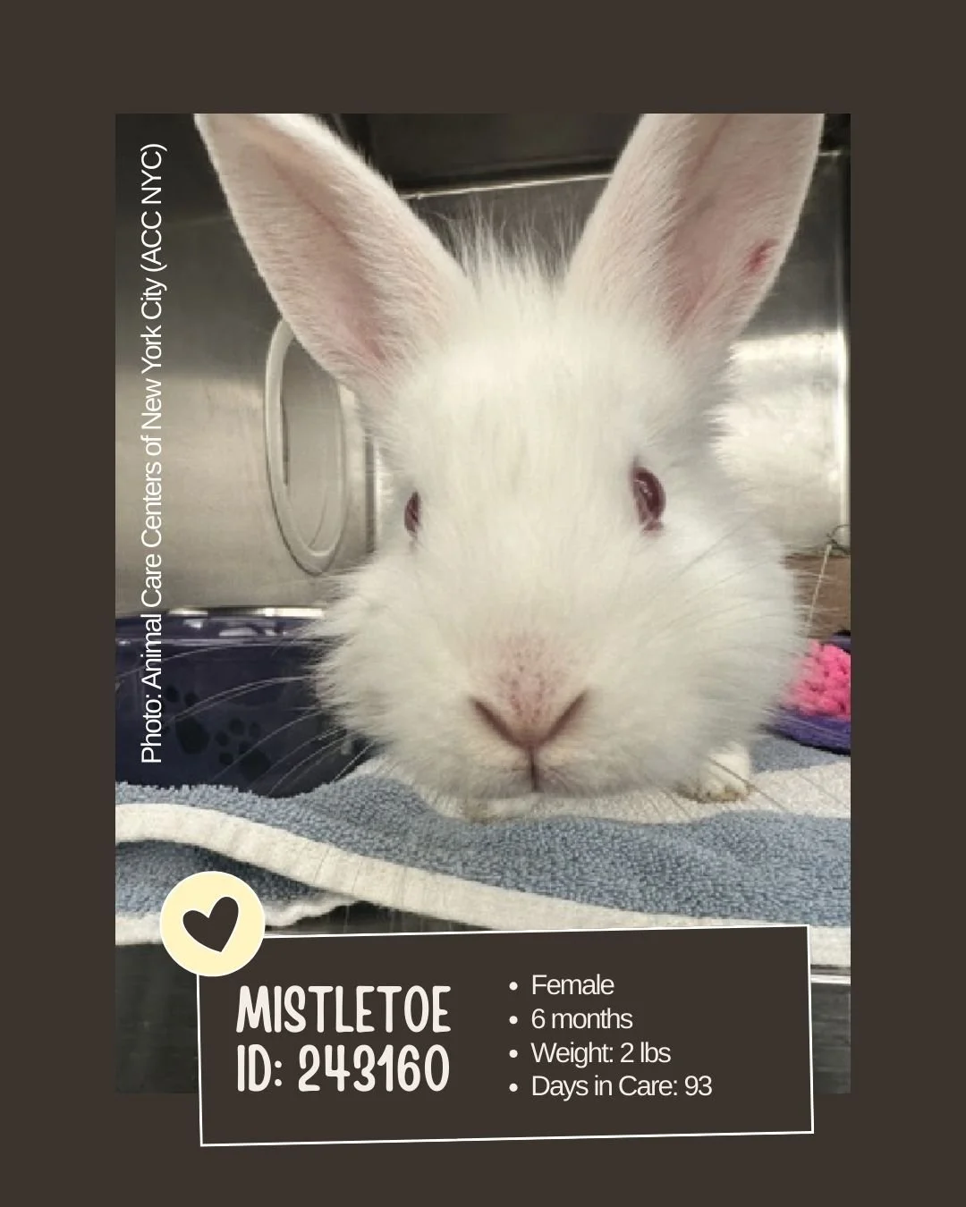 🕰 𝐋𝐨𝐧𝐠-𝐒𝐭𝐚𝐲 (𝟔𝟎+ 𝐝𝐚𝐲𝐬 𝐢𝐧 𝐜𝐚𝐫𝐞)
(93 days)

Meet MISTLETOE 
ID: 243160

&bull; Species: Rabbit
&bull; Breed: Not listed
&bull; Sex: Female
&bull; Age: 6 months
&bull; Weight: 2 lbs
&bull; Intake Date: Not listed
&bull; Days in Care