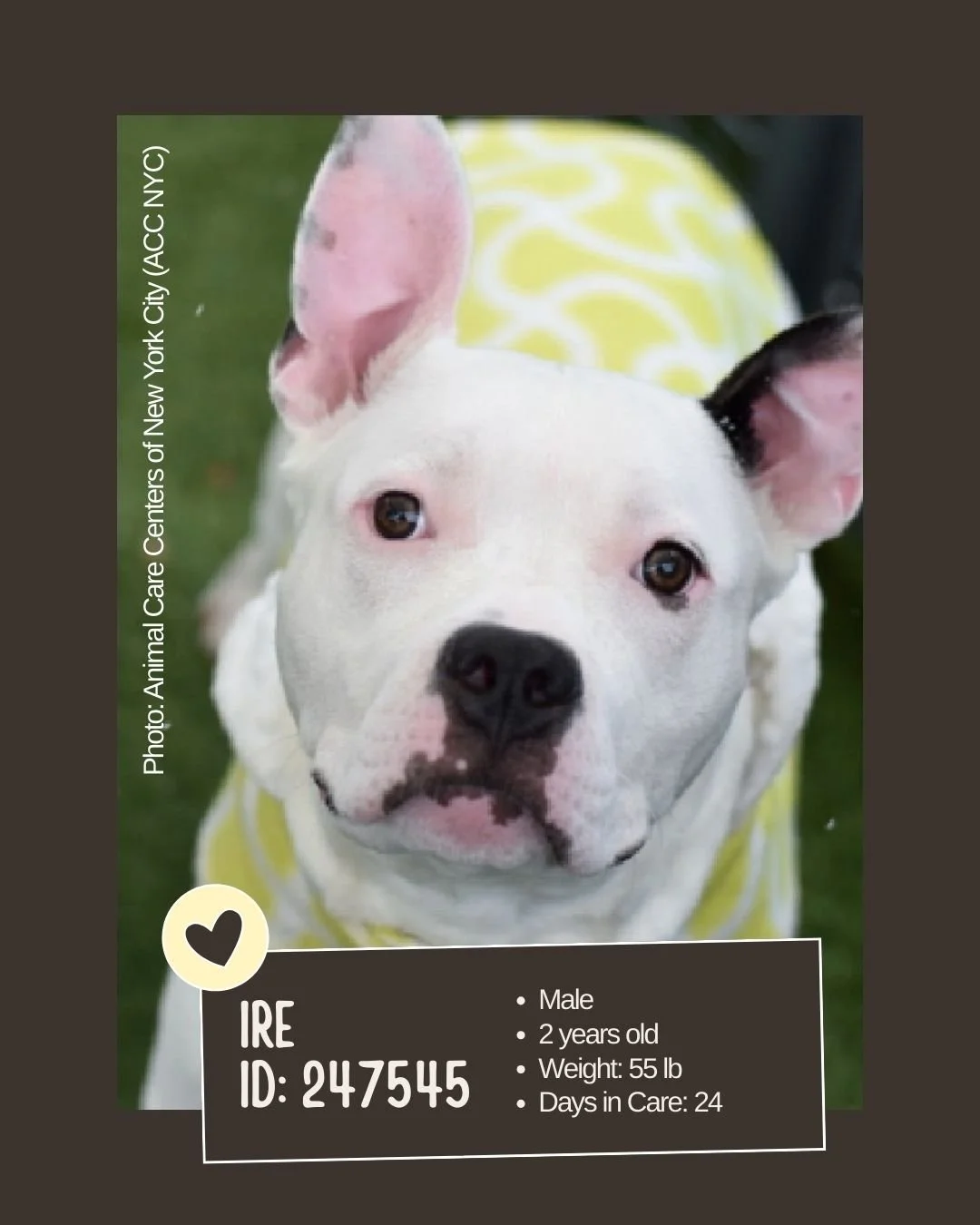🐾 𝐎𝐯𝐞𝐫𝐥𝐨𝐨𝐤𝐞𝐝 (𝐬𝐡𝐲, 𝐭𝐫𝐚𝐢𝐧𝐢𝐧𝐠 𝐧𝐞𝐞𝐝𝐬)

Meet IRE 
ID: 247545

&bull; Breed: Not listed
&bull; Sex: Male
&bull; Age: 2 years old
&bull; Weight: 55 lbs
&bull; Intake Date: Not listed
&bull; Days in Care: 24
&bull; Location: Anima