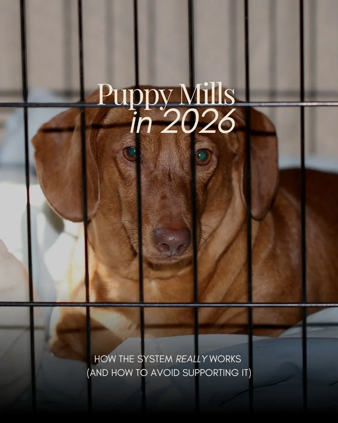 Most people want to make ethical choices when bringing a dog into their home, but the modern puppy industry makes that harder than it looks. 

In the latest article, 'Puppy Mills in 2026: How the System Really Works (and How to Avoid Supporting It)' 