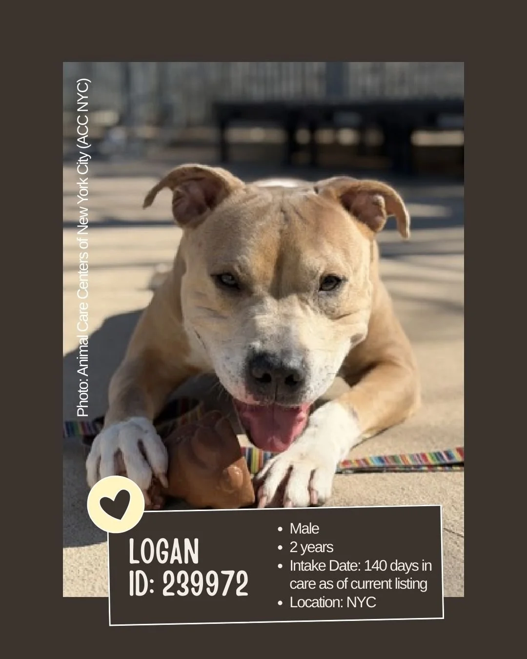🕰 𝐋𝐨𝐧𝐠-𝐒𝐭𝐚𝐲 (𝟔𝟎+ 𝐝𝐚𝐲𝐬 𝐬𝐢𝐧𝐜𝐞 𝐢𝐧𝐭𝐚𝐤𝐞)

Meet LOGAN 
ID: 239972

&bull; Breed: Not listed
&bull; Sex: Male
&bull; Age: 2 years
&bull; Intake Date: Not listed (140 days in care as of current listing)
&bull; Location: NYC Animal C