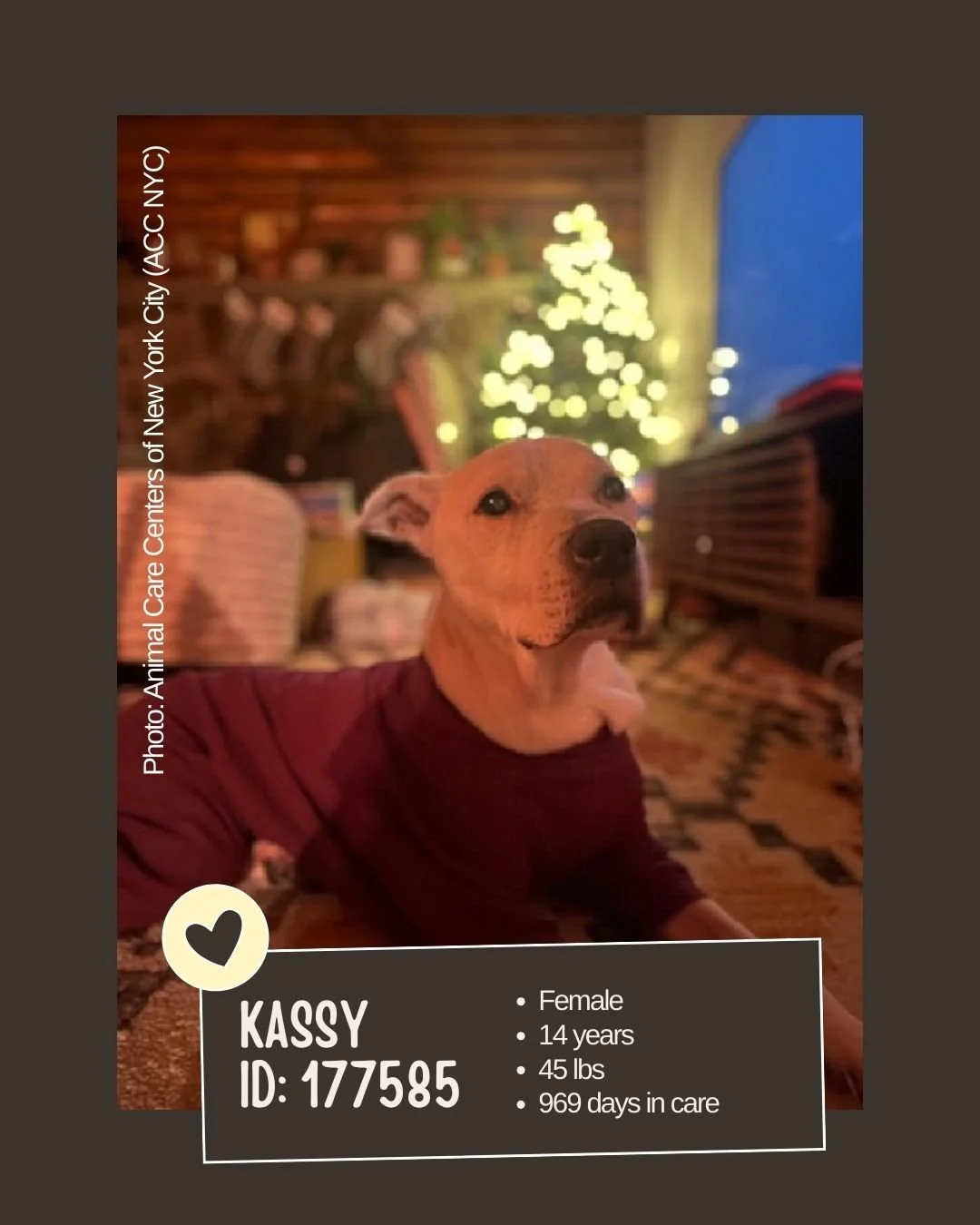 🕰 𝐋𝐨𝐧𝐠-𝐒𝐭𝐚𝐲 (𝟗𝟔𝟗 𝐝𝐚𝐲𝐬 𝐢𝐧 𝐜𝐚𝐫𝐞)

Meet KASSY 
ID: 177585

&bull; Breed: Not listed
&bull; Sex: Female
&bull; Age: 14 years
&bull; Weight: 45 lbs
&bull; Intake Date: Not listed (969 days in care)
&bull; Location: Animal Care Center