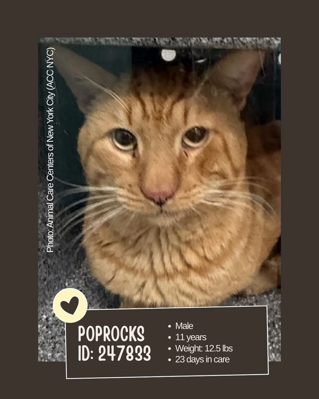 🐾 𝐍𝐞𝐭𝐰𝐨𝐫𝐤𝐢𝐧𝐠 𝐕𝐢𝐬𝐢𝐛𝐢𝐥𝐢𝐭𝐲 𝐍𝐞𝐞𝐝𝐞𝐝

Meet POPROCKS 
ID: 247833

&bull; Breed: Not listed
&bull; Sex: Male
&bull; Age: 11 years
&bull; Weight: 12.5 lbs
&bull; Intake Date: Not listed (23 days in care)
&bull; Location: Animal Care