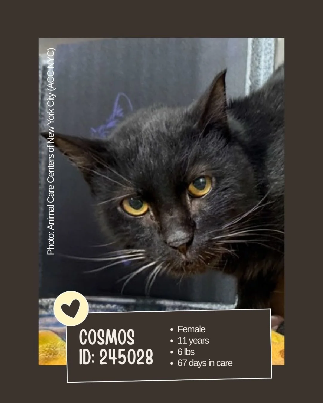 🕰 𝐋𝐨𝐧𝐠-𝐒𝐭𝐚𝐲 (𝟔𝟕 𝐝𝐚𝐲𝐬 𝐢𝐧 𝐜𝐚𝐫𝐞)

Meet COSMOS 
ID: 245028

&bull; Breed: Not listed
&bull; Sex: Female
&bull; Age: 11 years
&bull; Weight: 6 lbs
&bull; Intake Date: Not listed (67 days in care)
&bull; Location: Animal Care Centers o